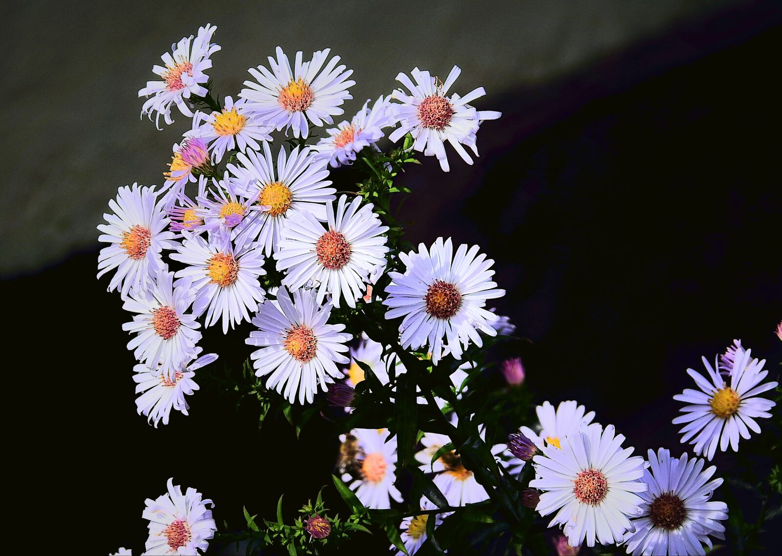 Nikon Coolpix P900 sample photo. Flowers, nature, beauty photography
