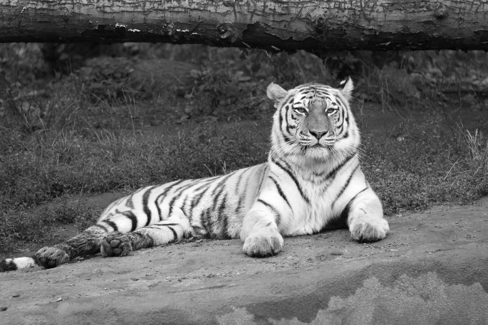 Canon EOS 50D sample photo. Tiger, amurtiger, siberian tiger photography