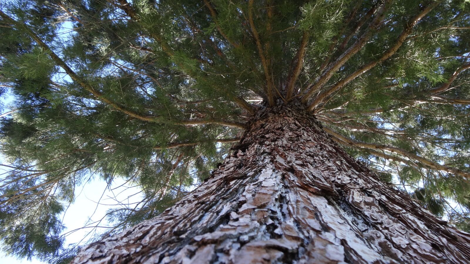 Sony Cyber-shot DSC-HX20V sample photo. Vertical perspective, pine tree photography