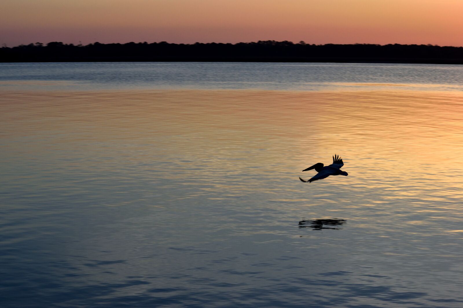 Nikon D3300 sample photo. Pelican, sunset, silhouette photography