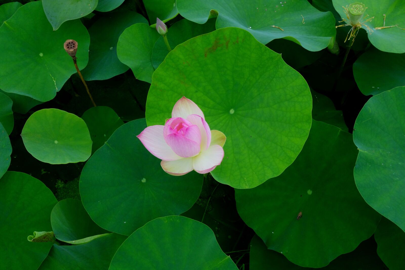 Sony Cyber-shot DSC-RX100 sample photo. Flowers, anapji, lotus photography
