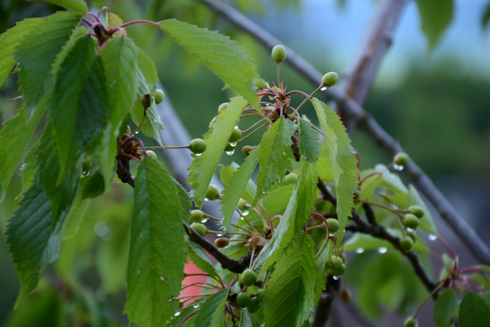 Nikon D7100 sample photo. Cherries, green, fruit photography
