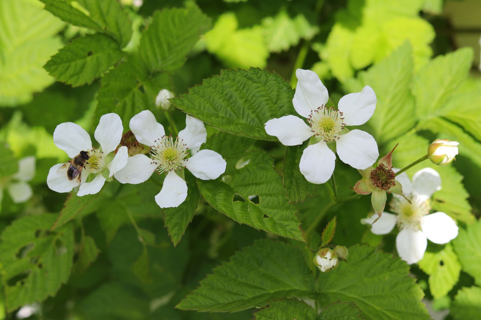 Canon EF 50mm F1.8 STM sample photo. Boysenberry, flower, white photography