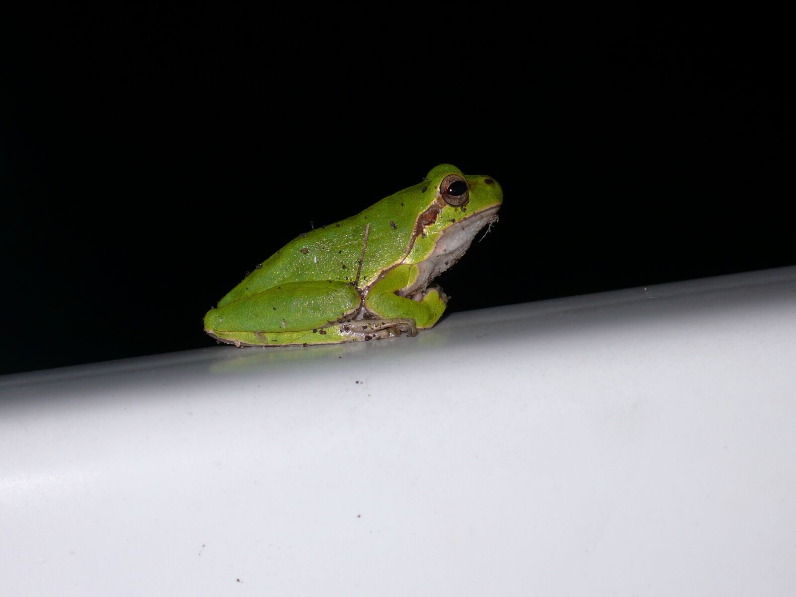 Panasonic DMC-LX2 sample photo. Tree frog, green, nature photography