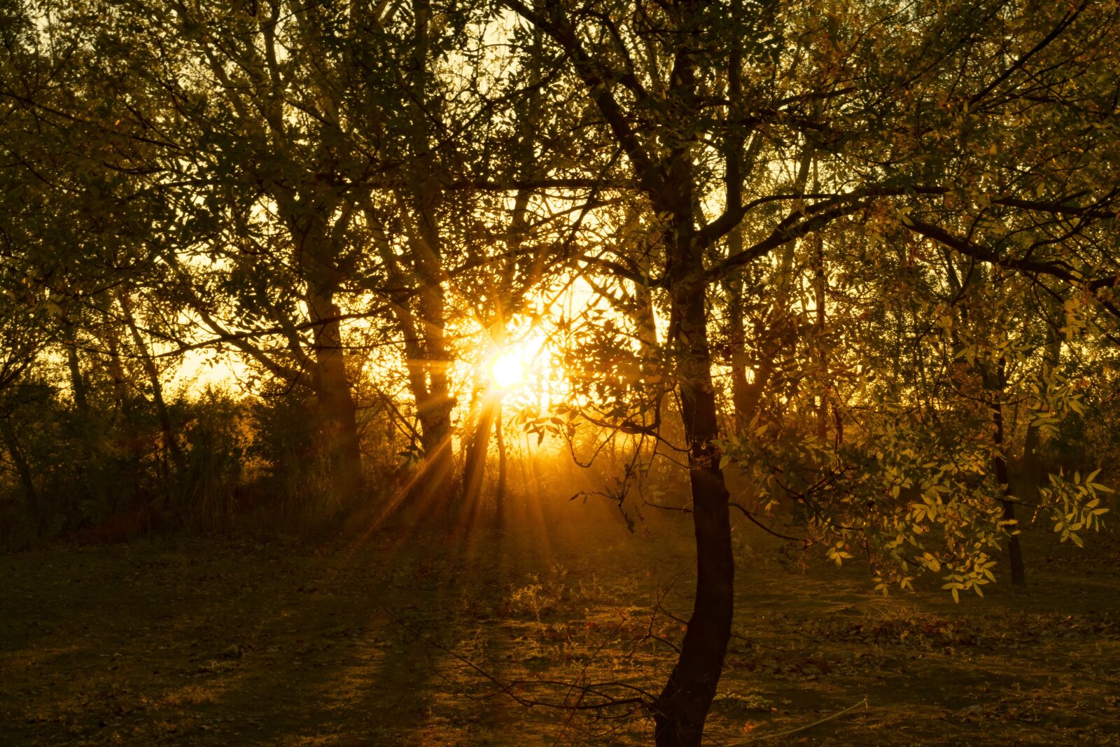 Nikon D3400 sample photo. Magic hour, sunset, forest photography