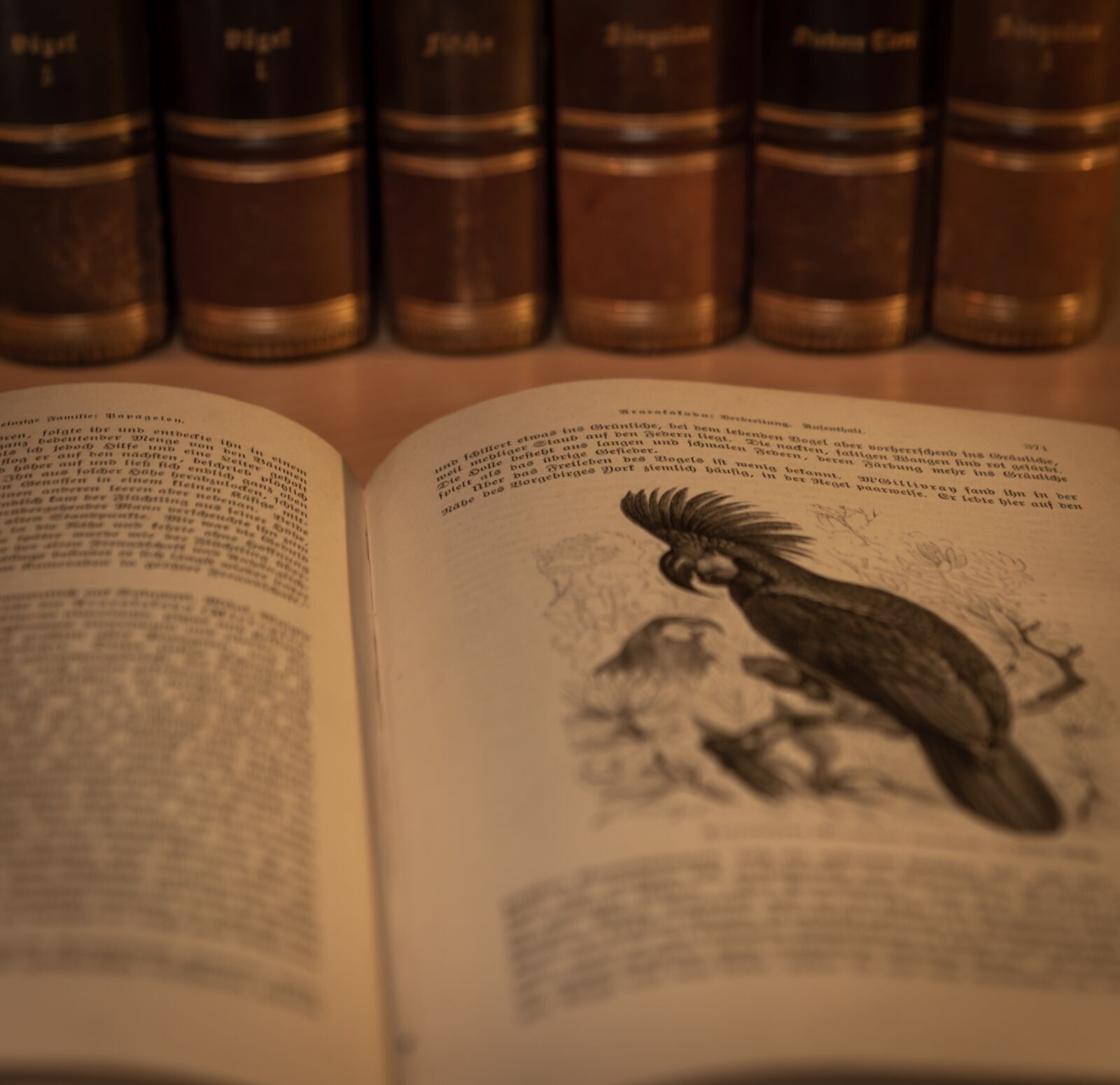 Nikon D750 sample photo. Book, antique, book stack photography