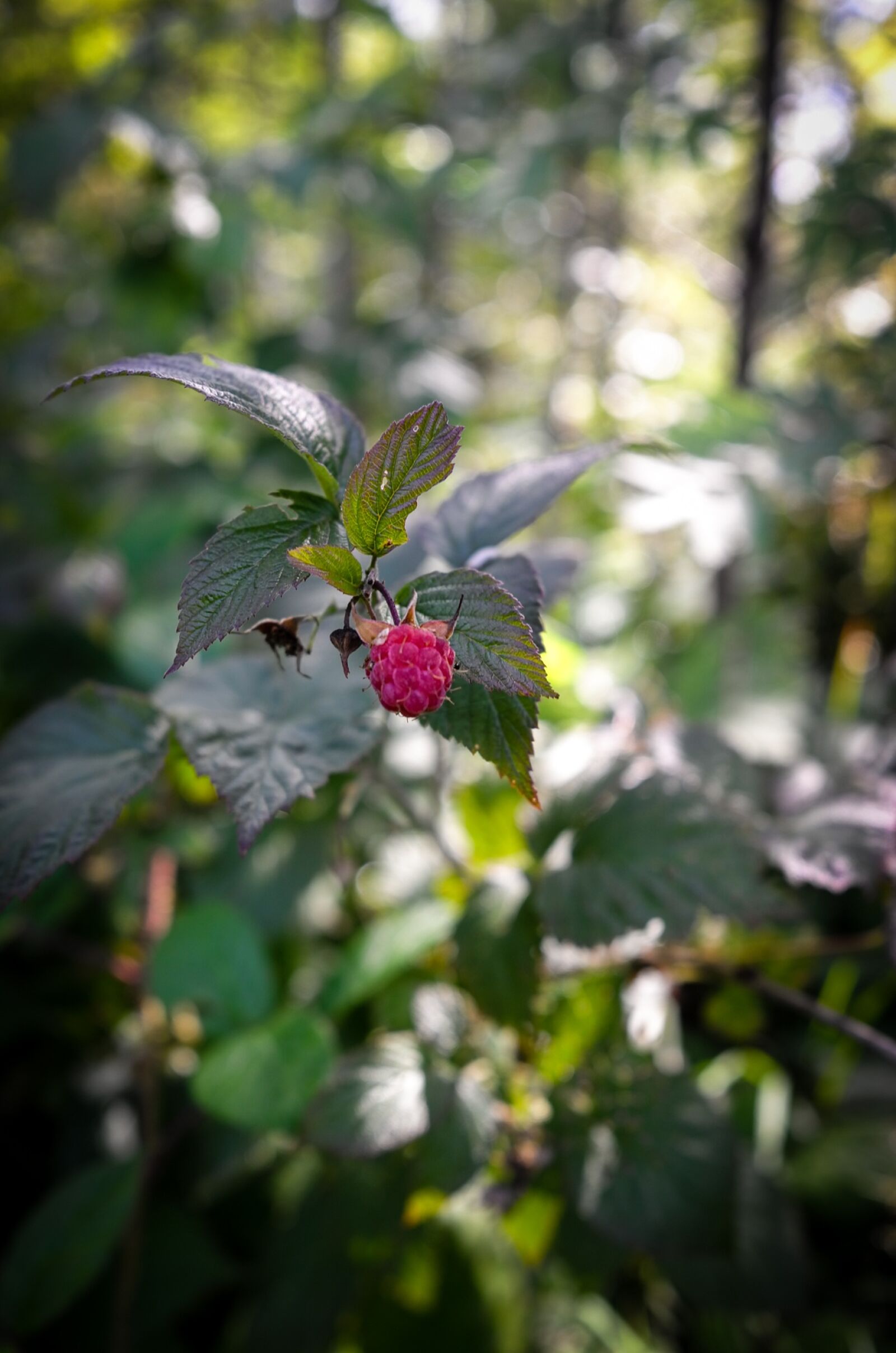 Leica X (Typ 113) sample photo. Raspberry, nature, red photography
