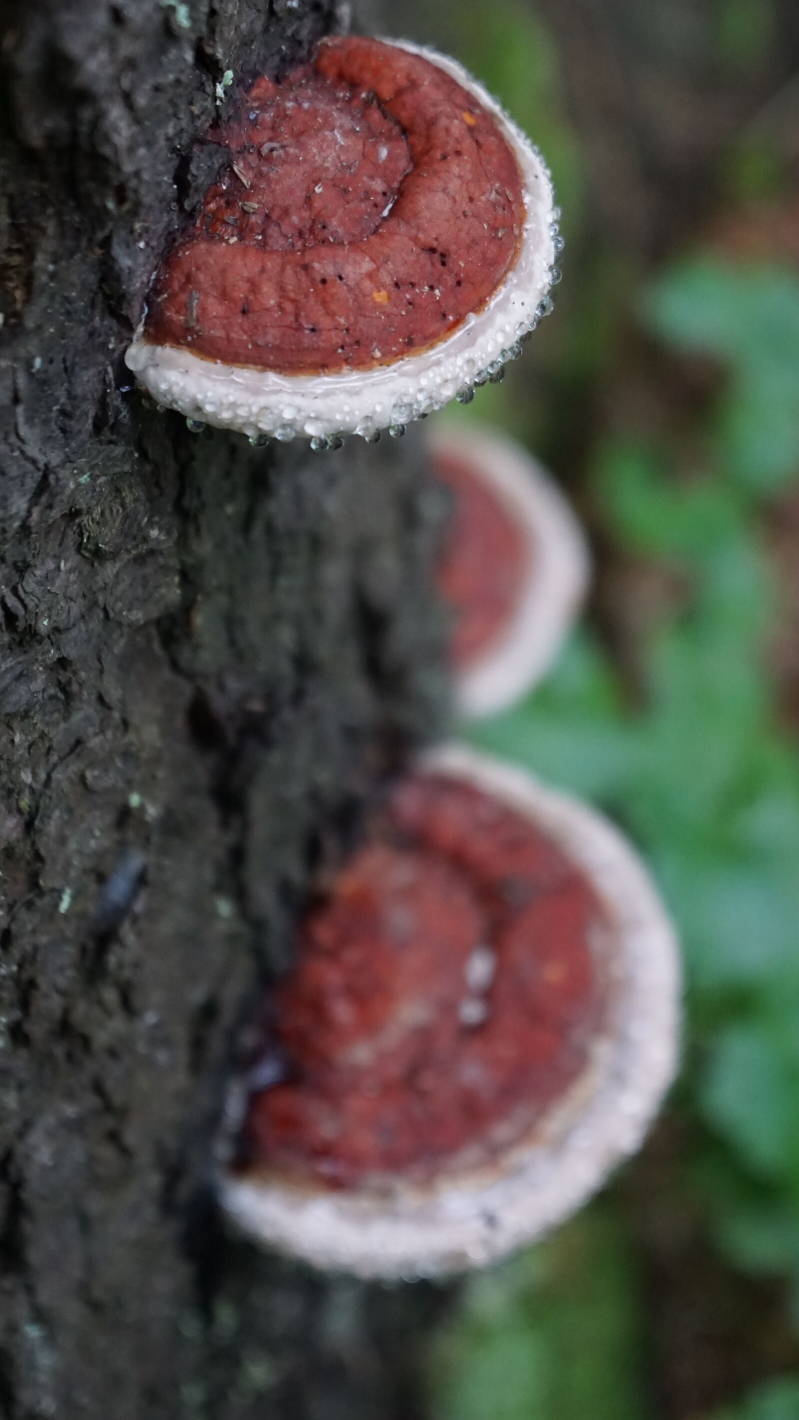 Sony a6000 + Sony Vario-Tessar T* E 16-70mm F4 ZA OSS sample photo. Mushrooms, tree, forest photography