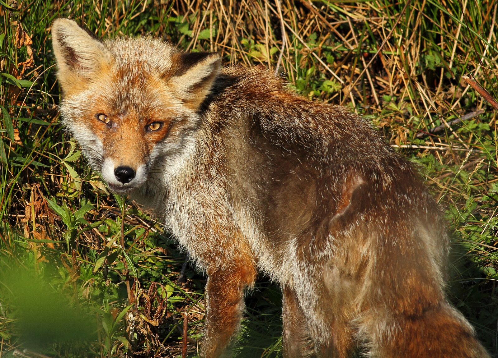 Canon EOS 7D sample photo. Fox, wild, mammal photography
