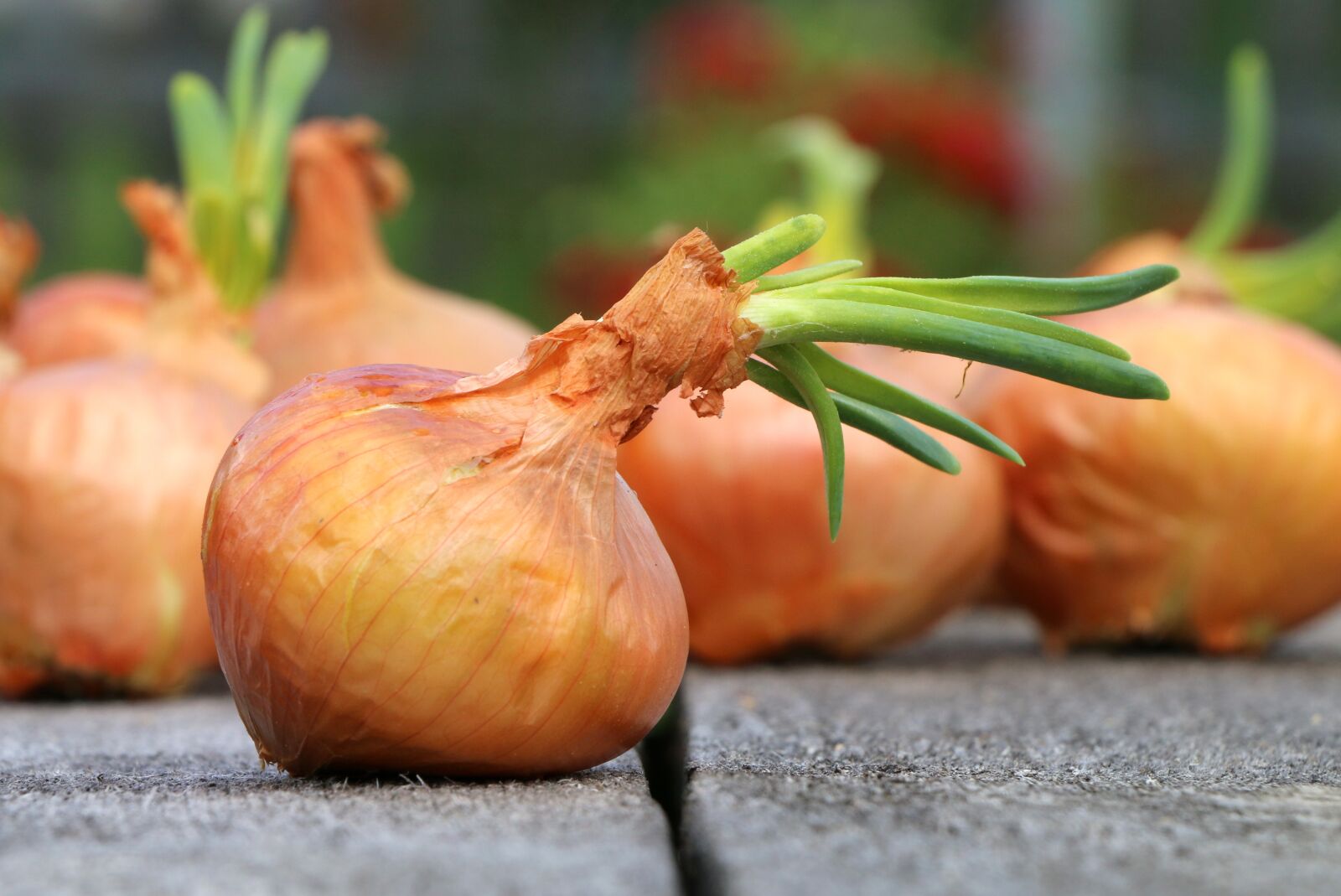 Canon EOS 70D sample photo. Onion, vegetable garden, cleaning photography