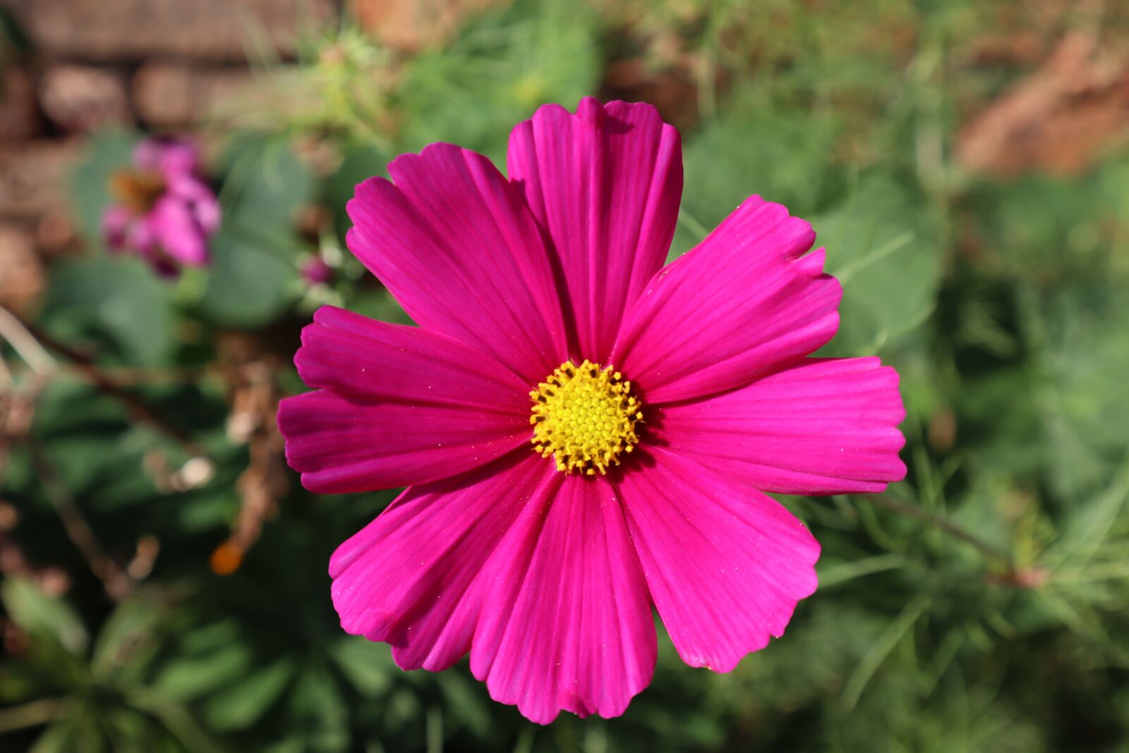 Canon EOS M50 (EOS Kiss M) sample photo. Flower, fuchsia, rosa photography