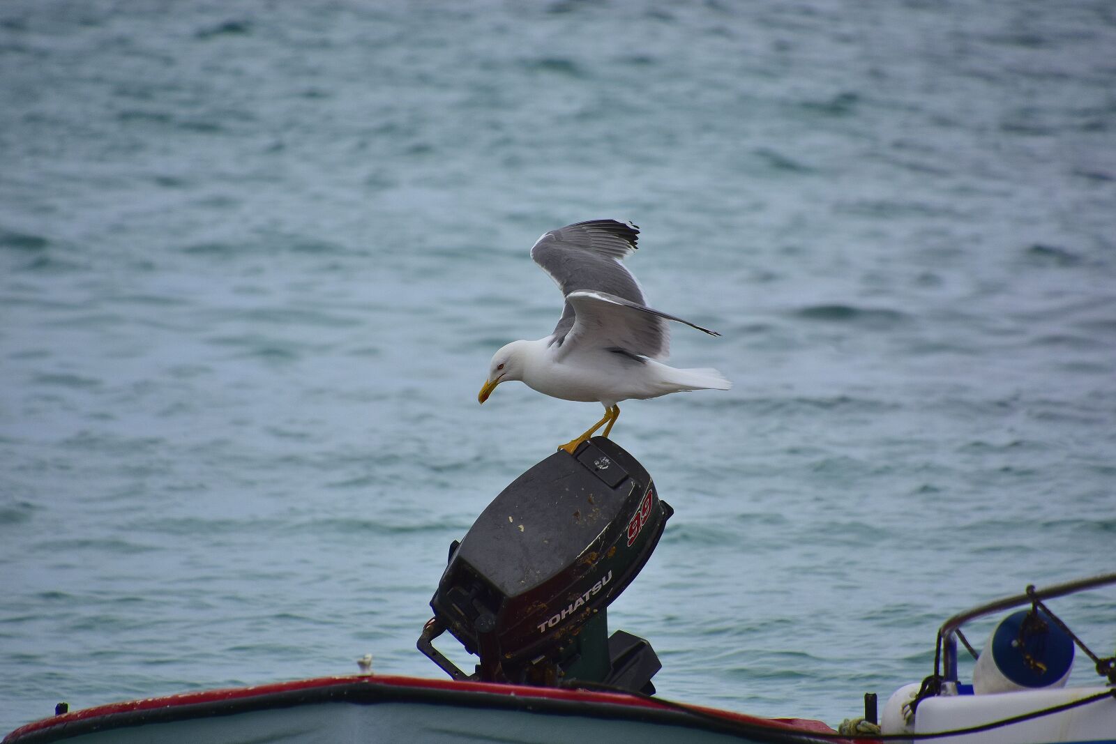 Nikon D7200 sample photo. Landscape, island of lobos photography