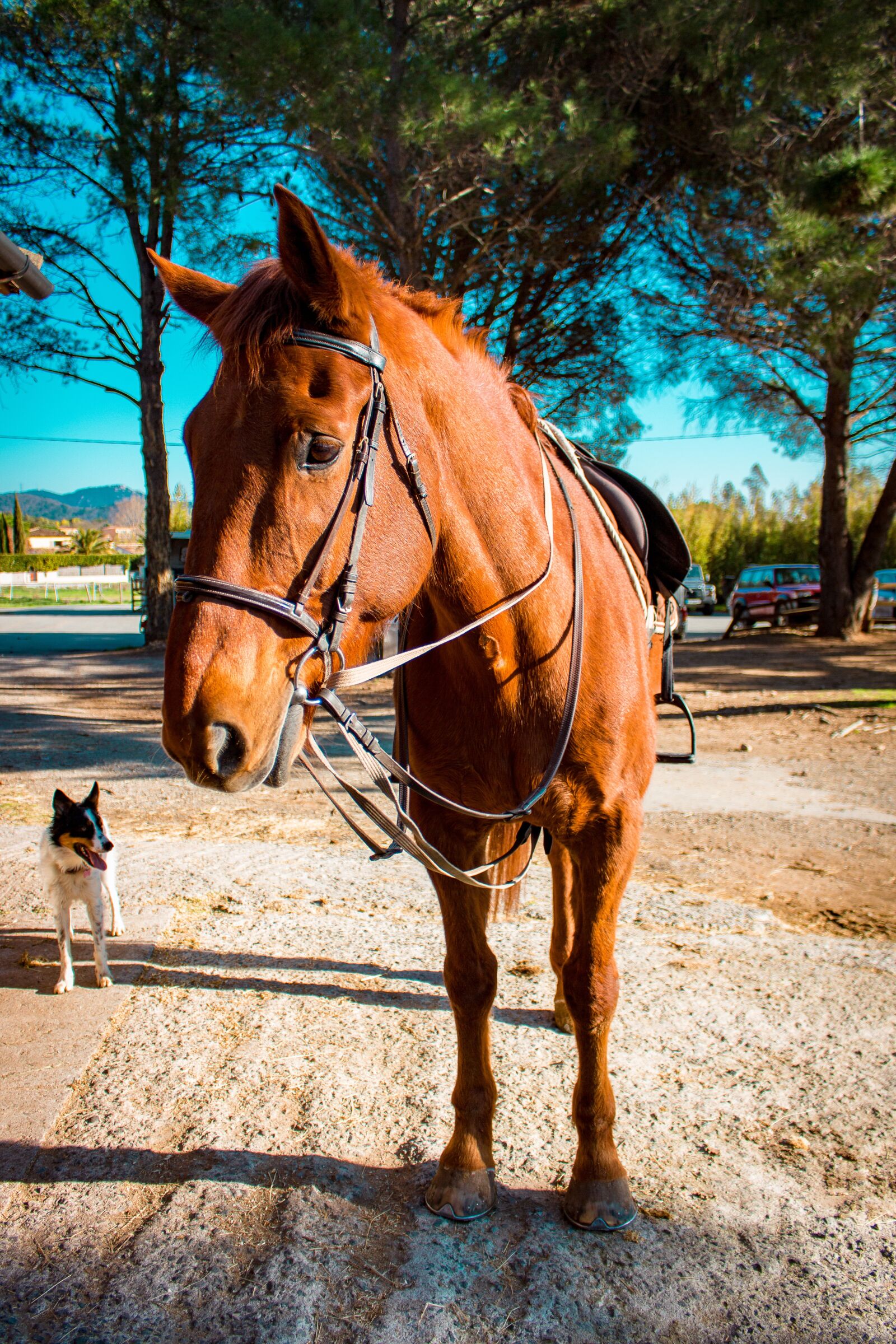 Canon EOS 700D (EOS Rebel T5i / EOS Kiss X7i) sample photo. Horse, animal, jumper photography