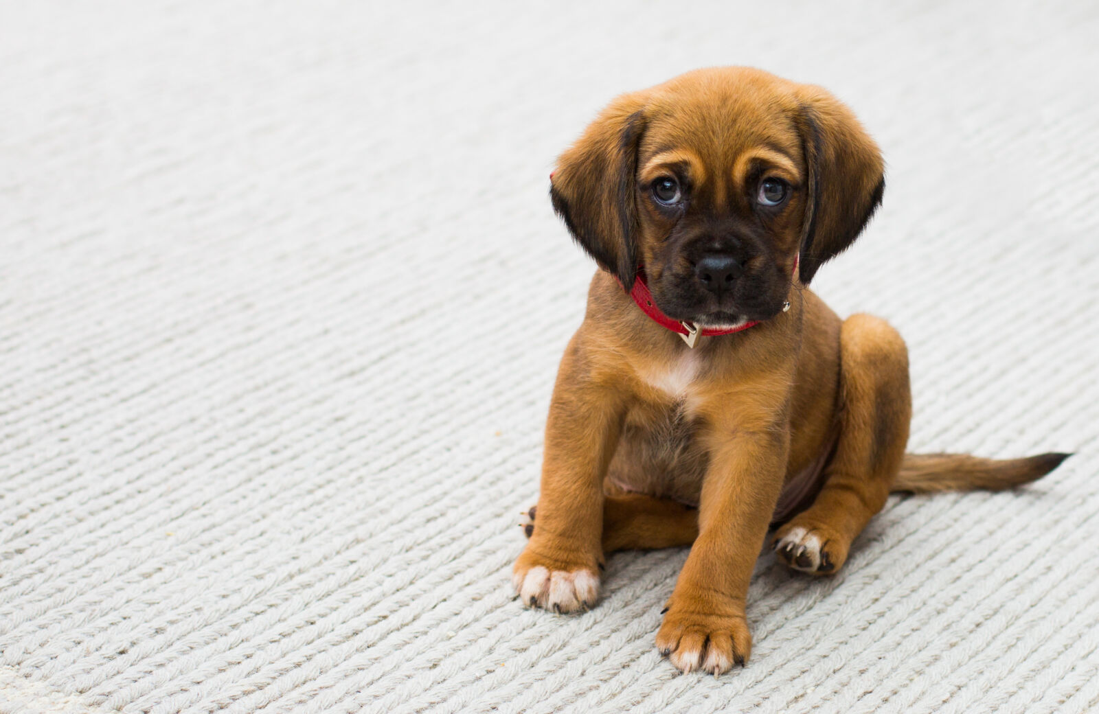 Canon EF 50mm F1.4 USM sample photo. Animal, dog, puppy, pug photography