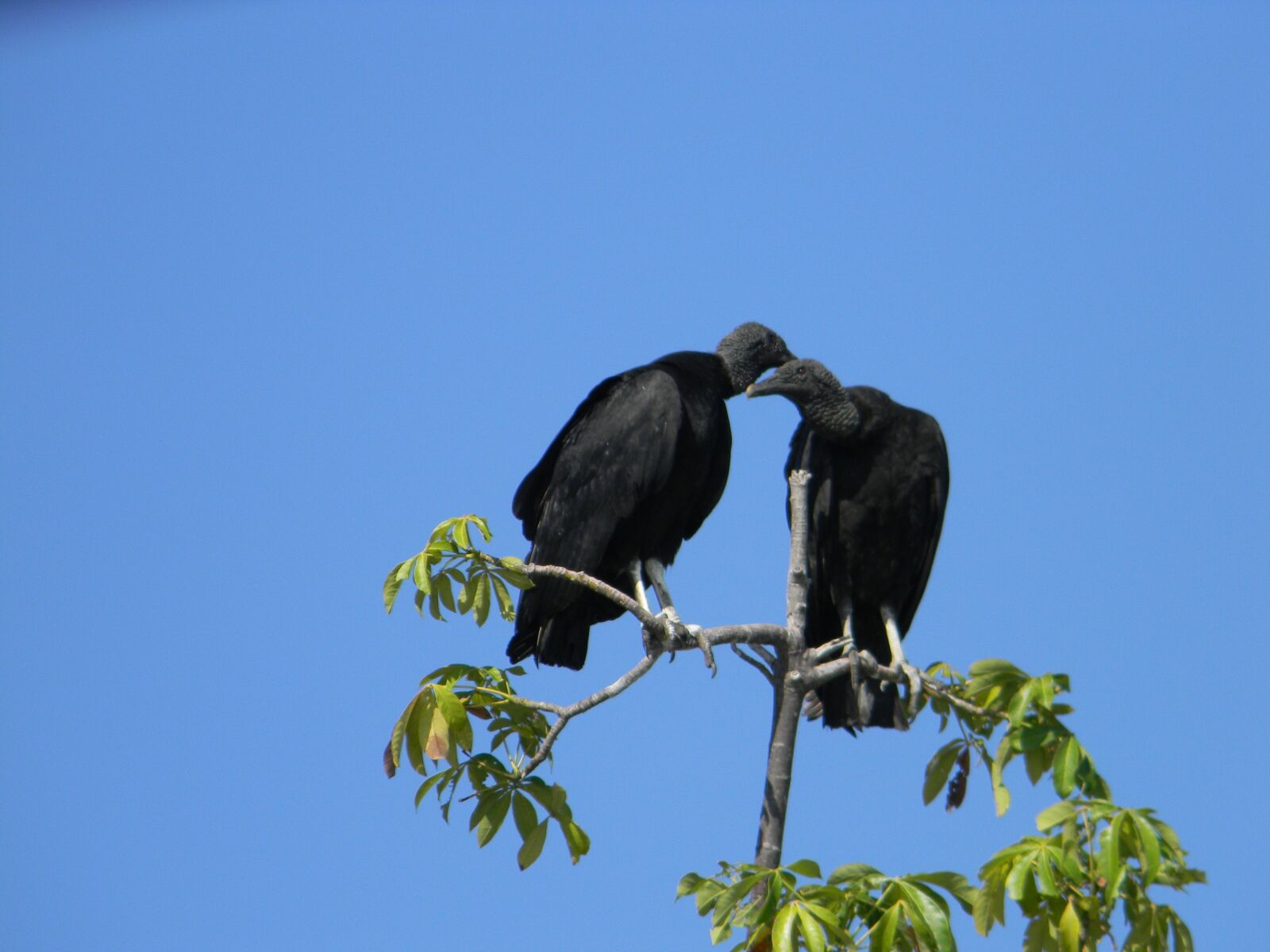 Nikon Coolpix L110 sample photo. Black, vultures, talking photography