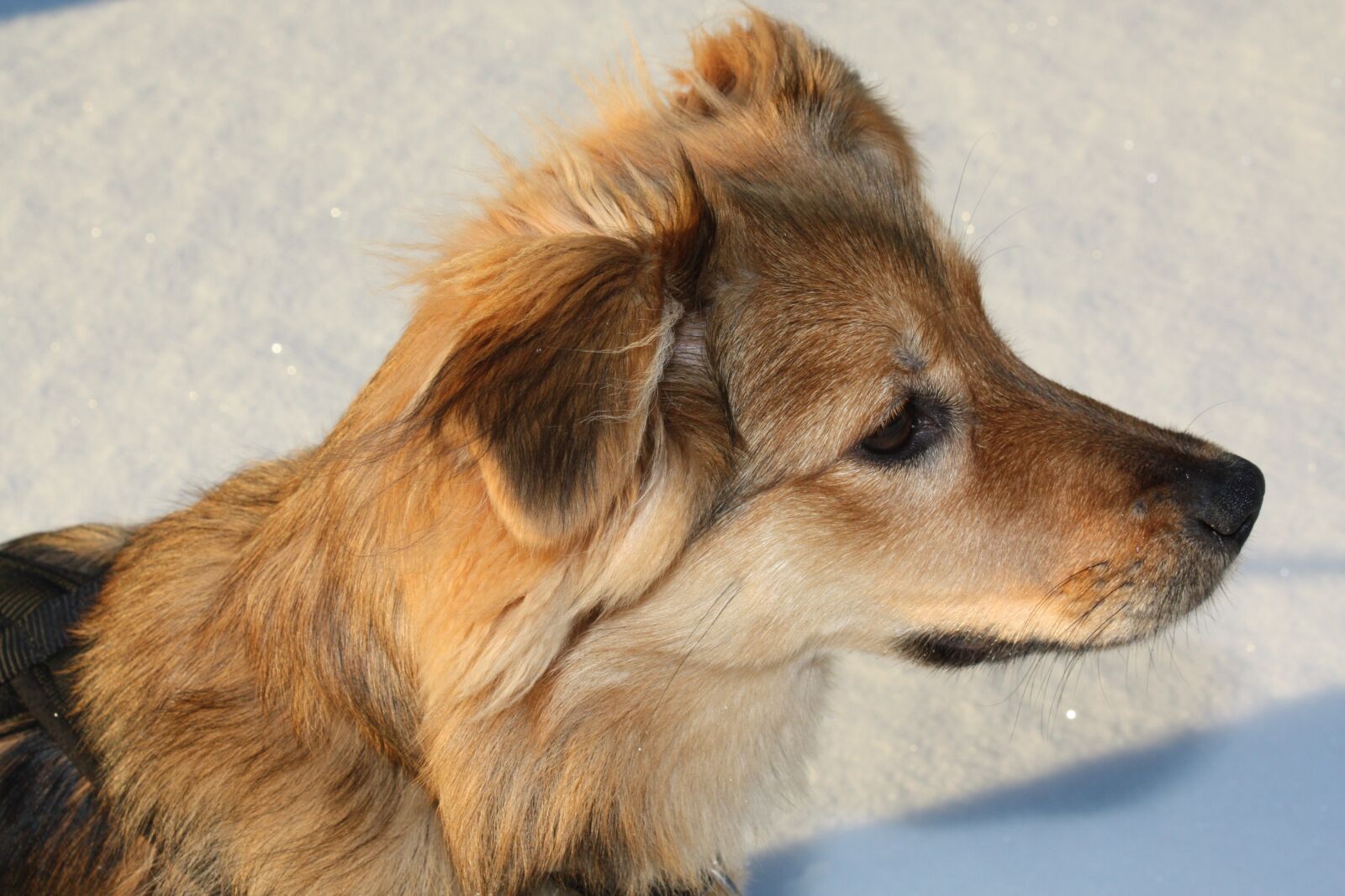Canon EOS 450D (EOS Rebel XSi / EOS Kiss X2) sample photo. Dog, snow, portrait photography