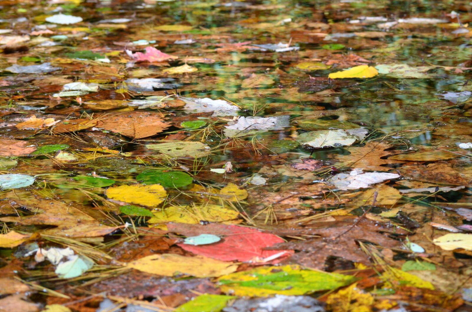 Nikon D5100 sample photo. Water, fall, leaves photography