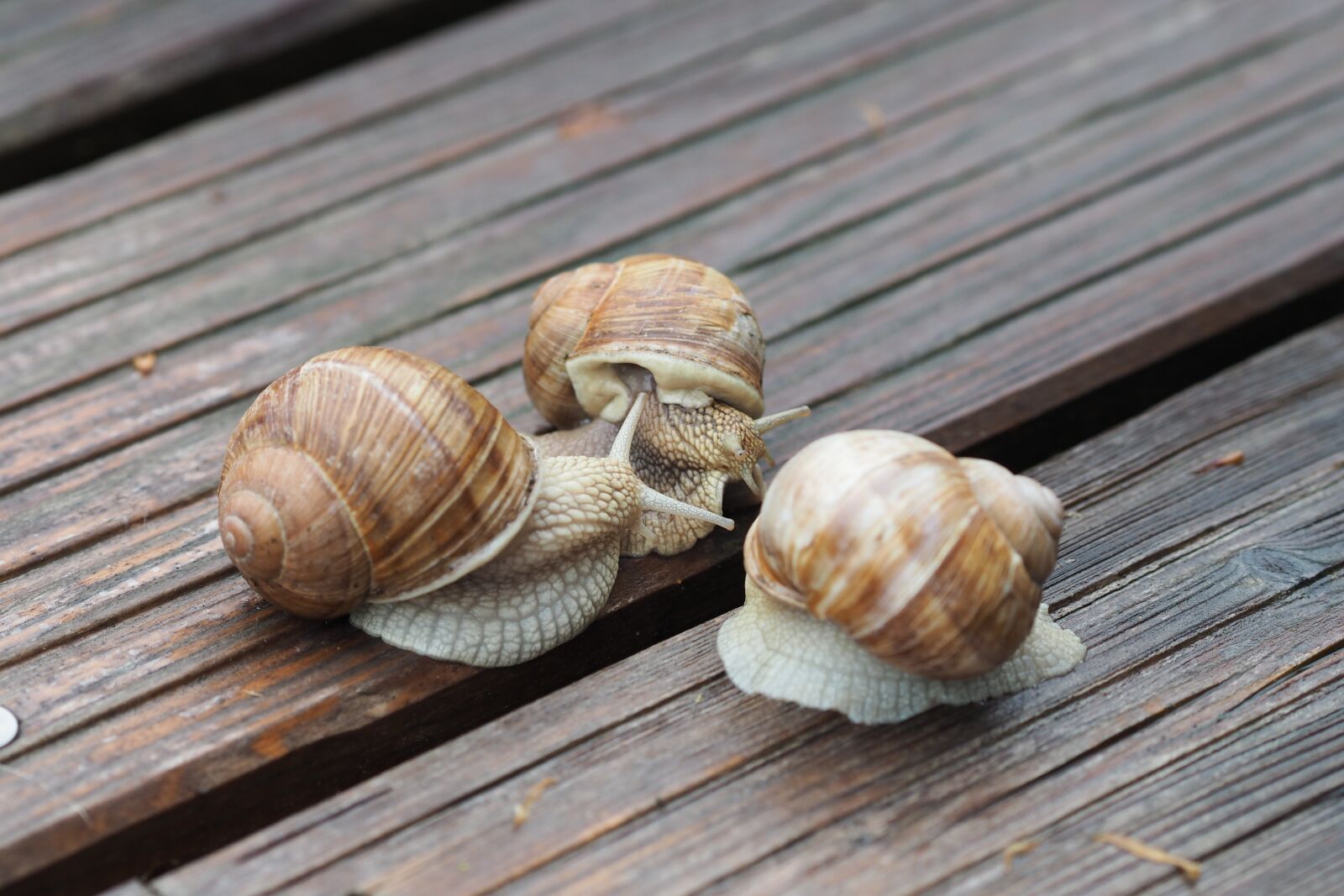 Olympus OM-D E-M10 + Olympus M.Zuiko Digital ED 75mm F1.8 sample photo. Snail, mollusk, shell photography