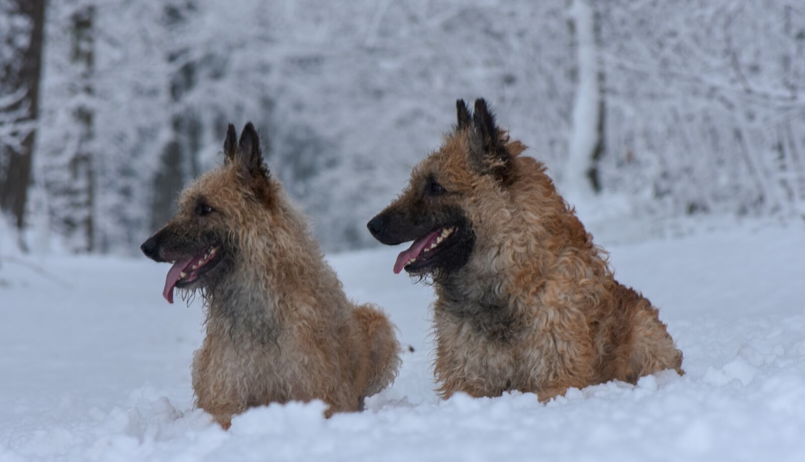 Nikon D7200 sample photo. Dogs, snow, animal photography