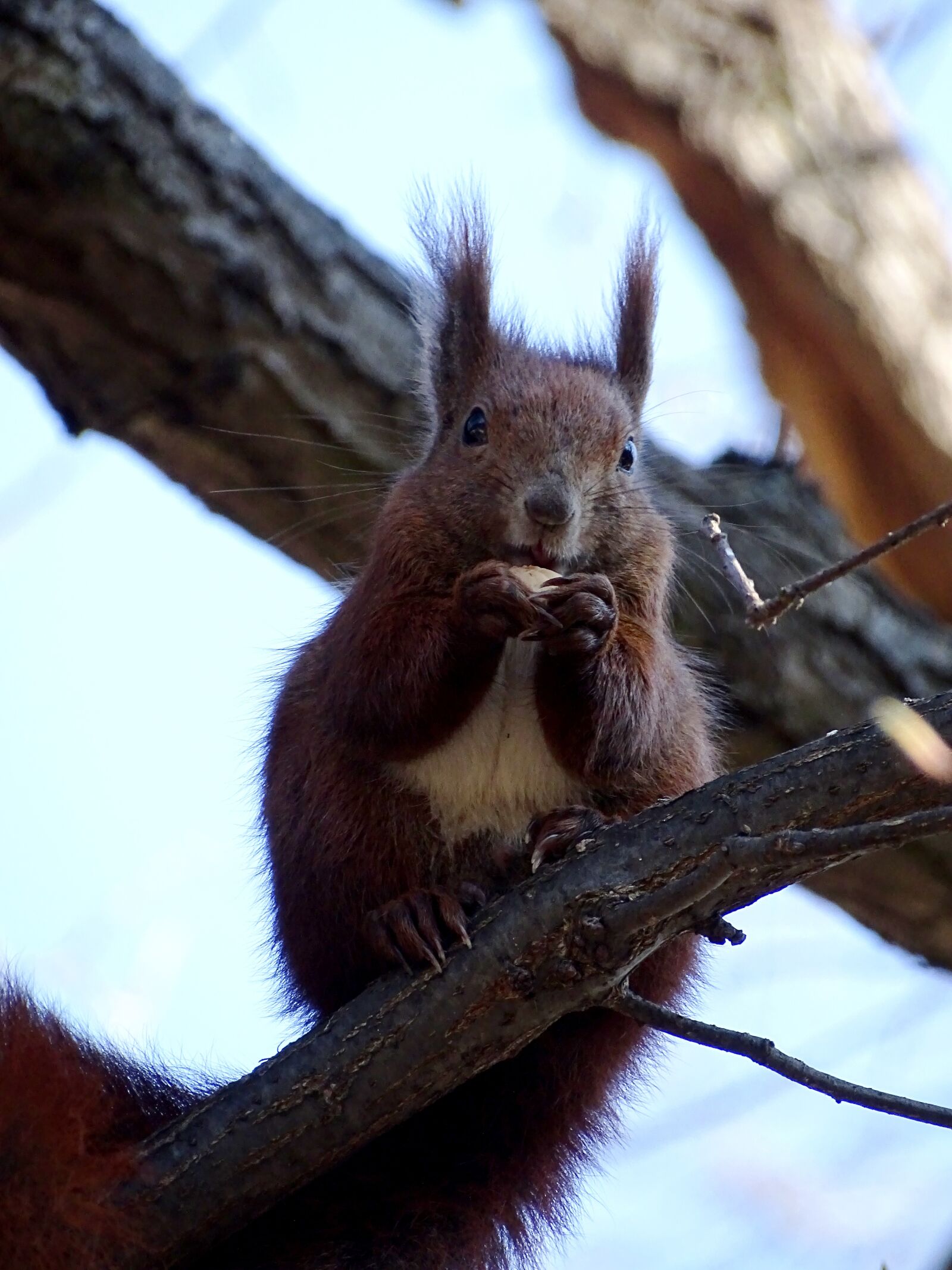 Sony Cyber-shot DSC-HX400V sample photo. Squirrel, rodent, animal photography