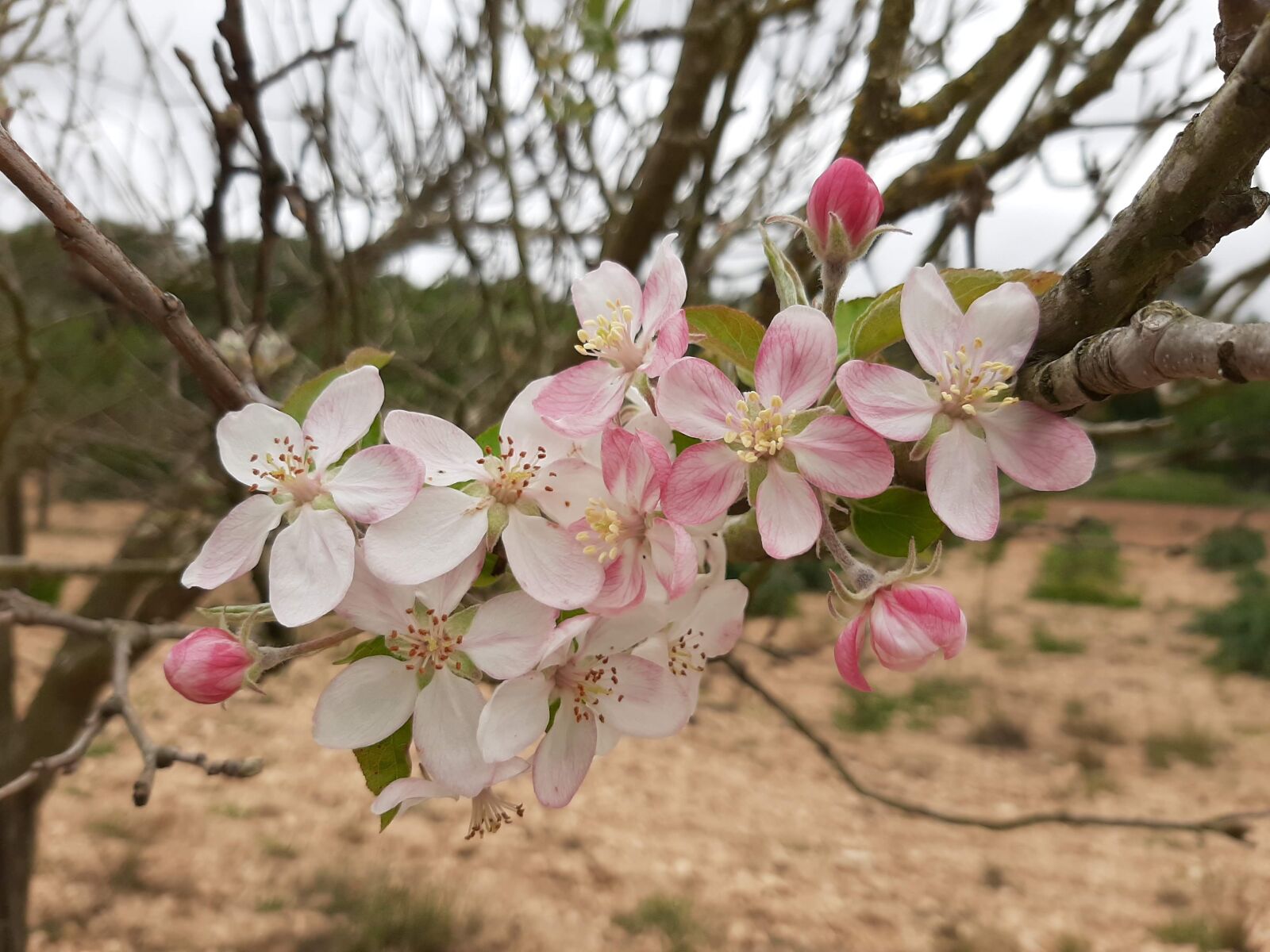 Samsung Galaxy A50 sample photo. Apple tree, nature, apple photography