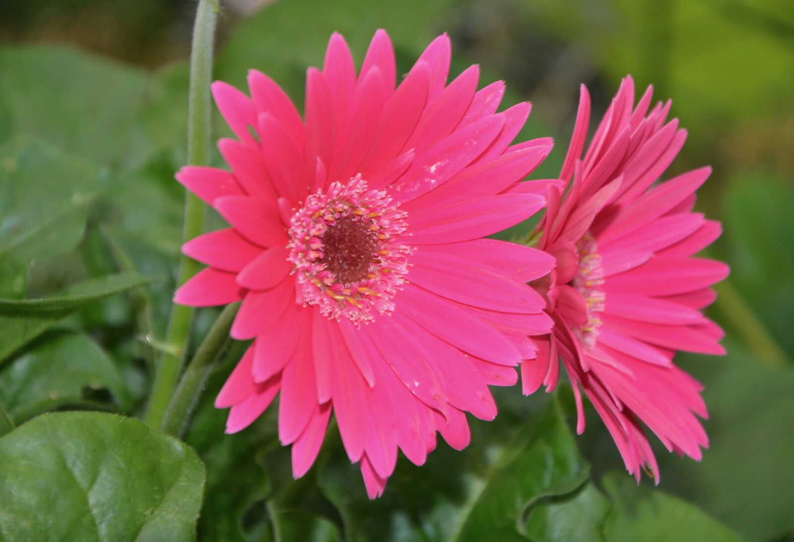 Nikon D5200 sample photo. Flower, marguerite rose, green photography