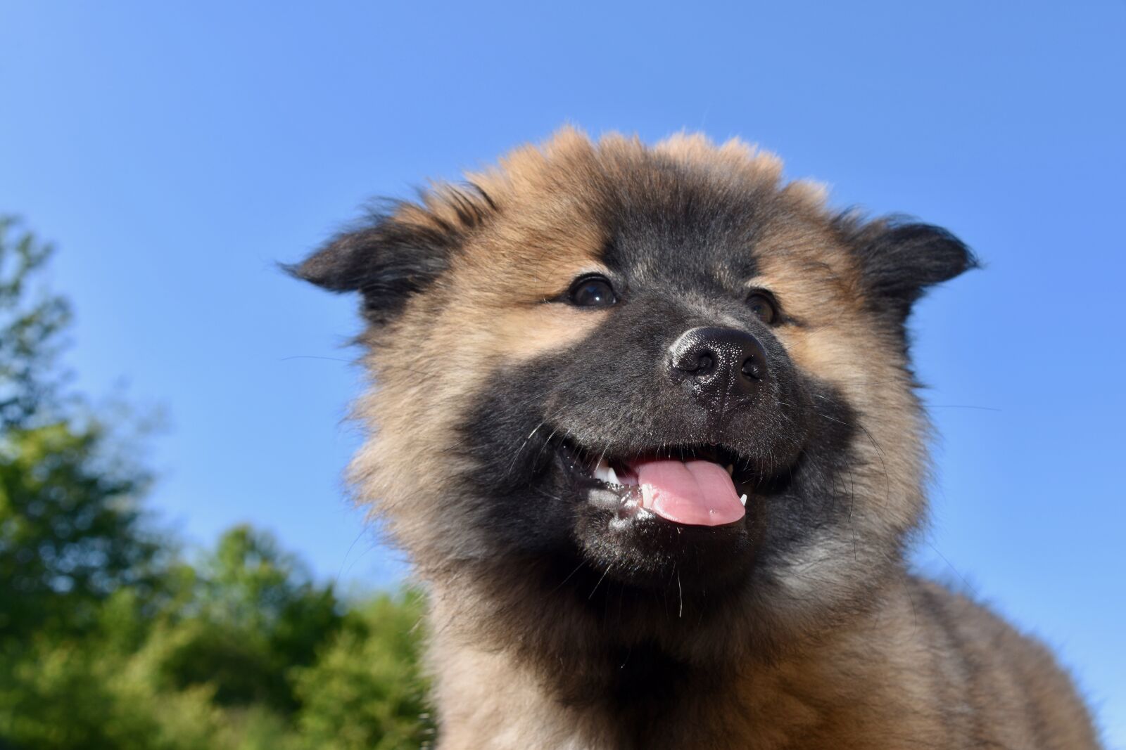 Nikon D5600 sample photo. Dog, pup, puppy photography