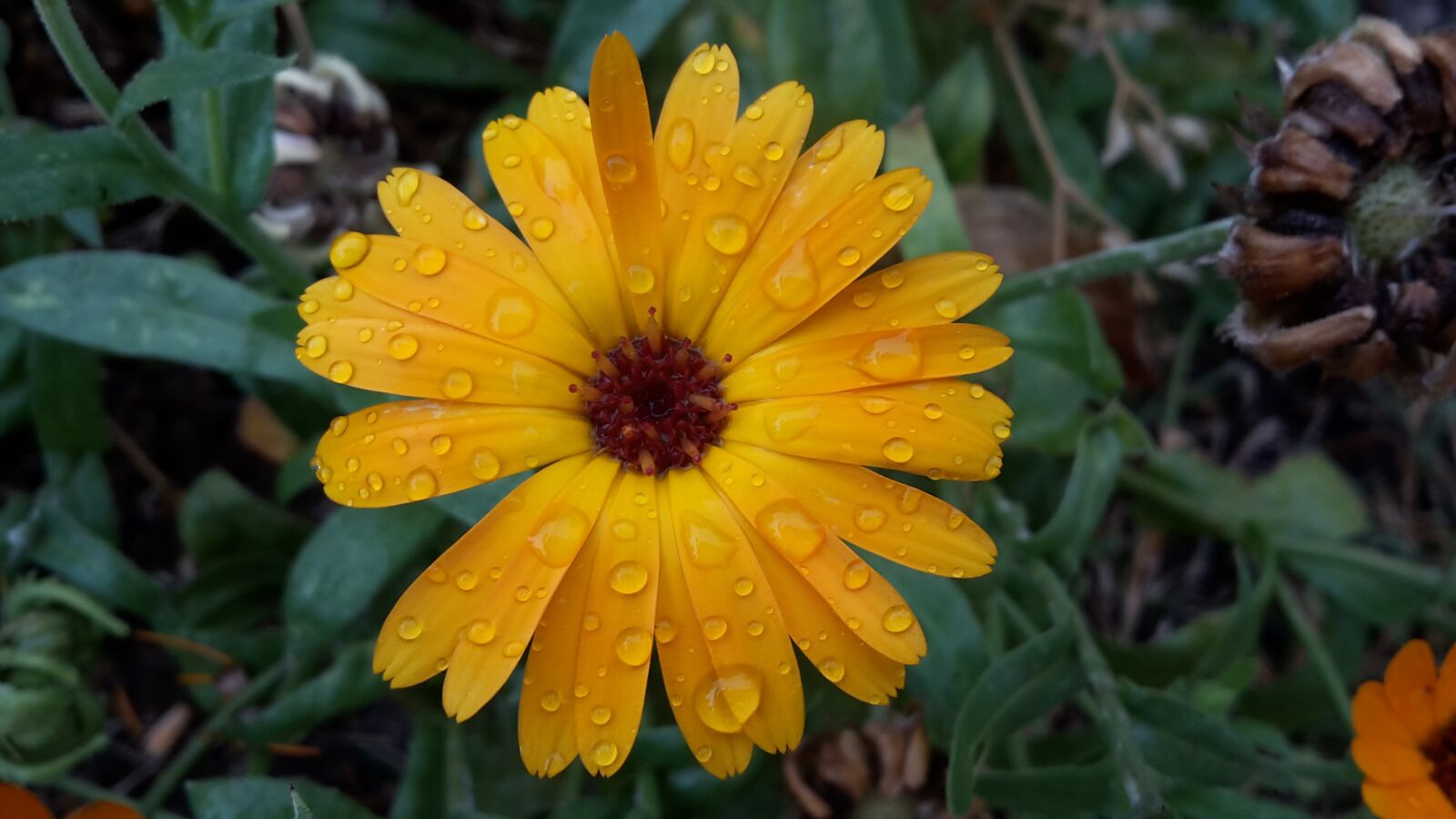 Samsung Galaxy S5 Mini sample photo. Raindrop, marigold, summer photography