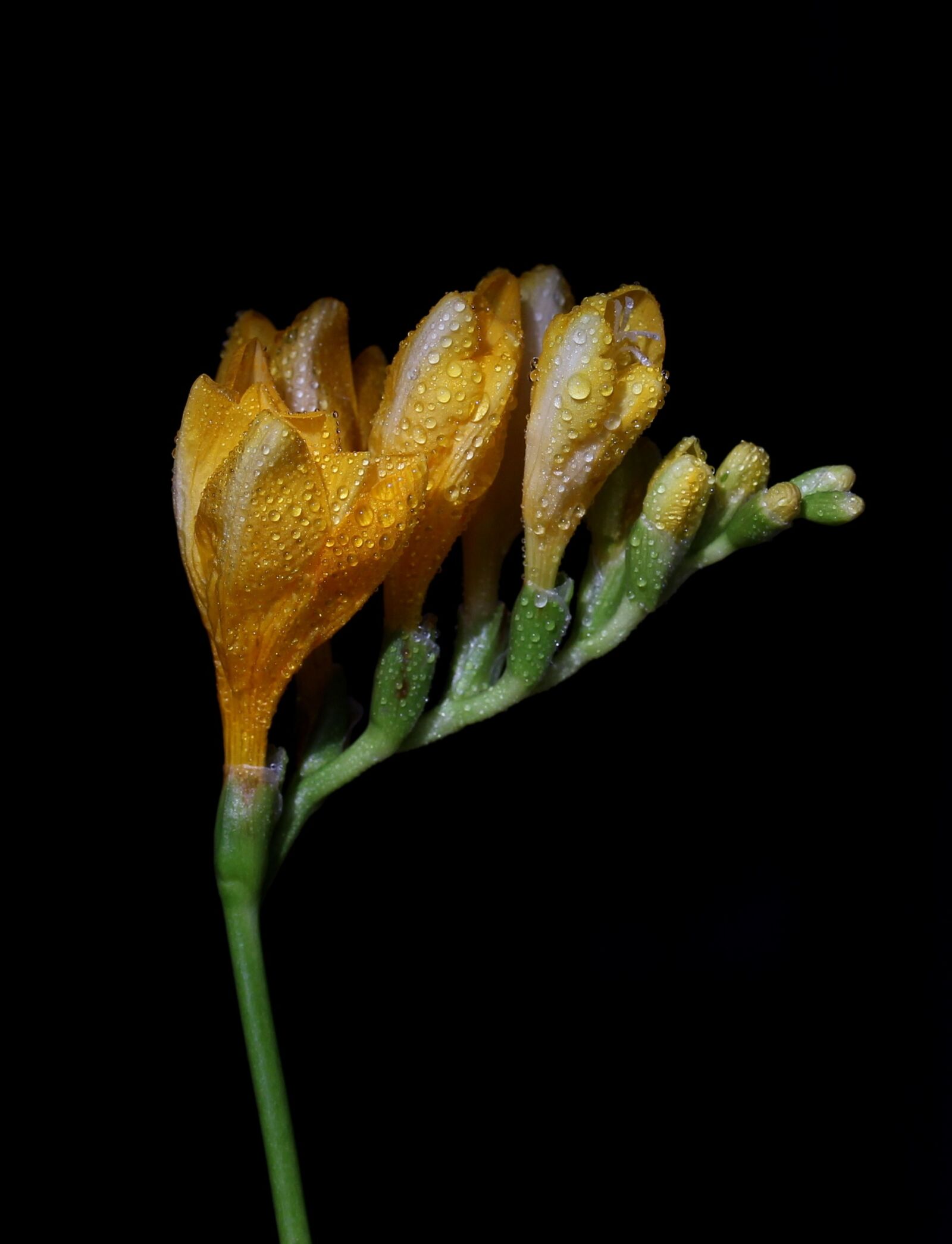 Canon EOS 700D (EOS Rebel T5i / EOS Kiss X7i) sample photo. Freesia, yellow, flower photography