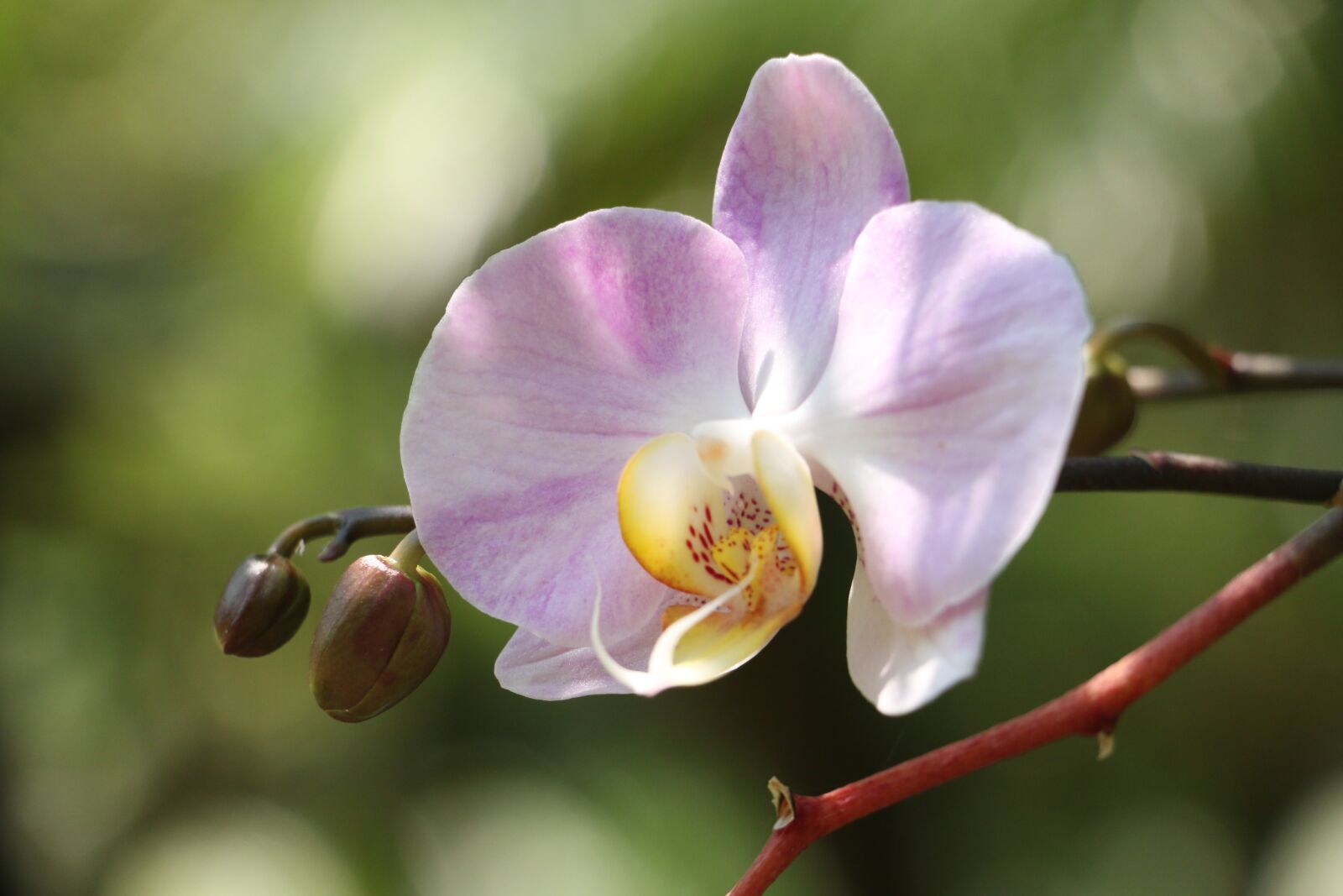 Canon EOS 70D sample photo. Nature, flowers, plant photography