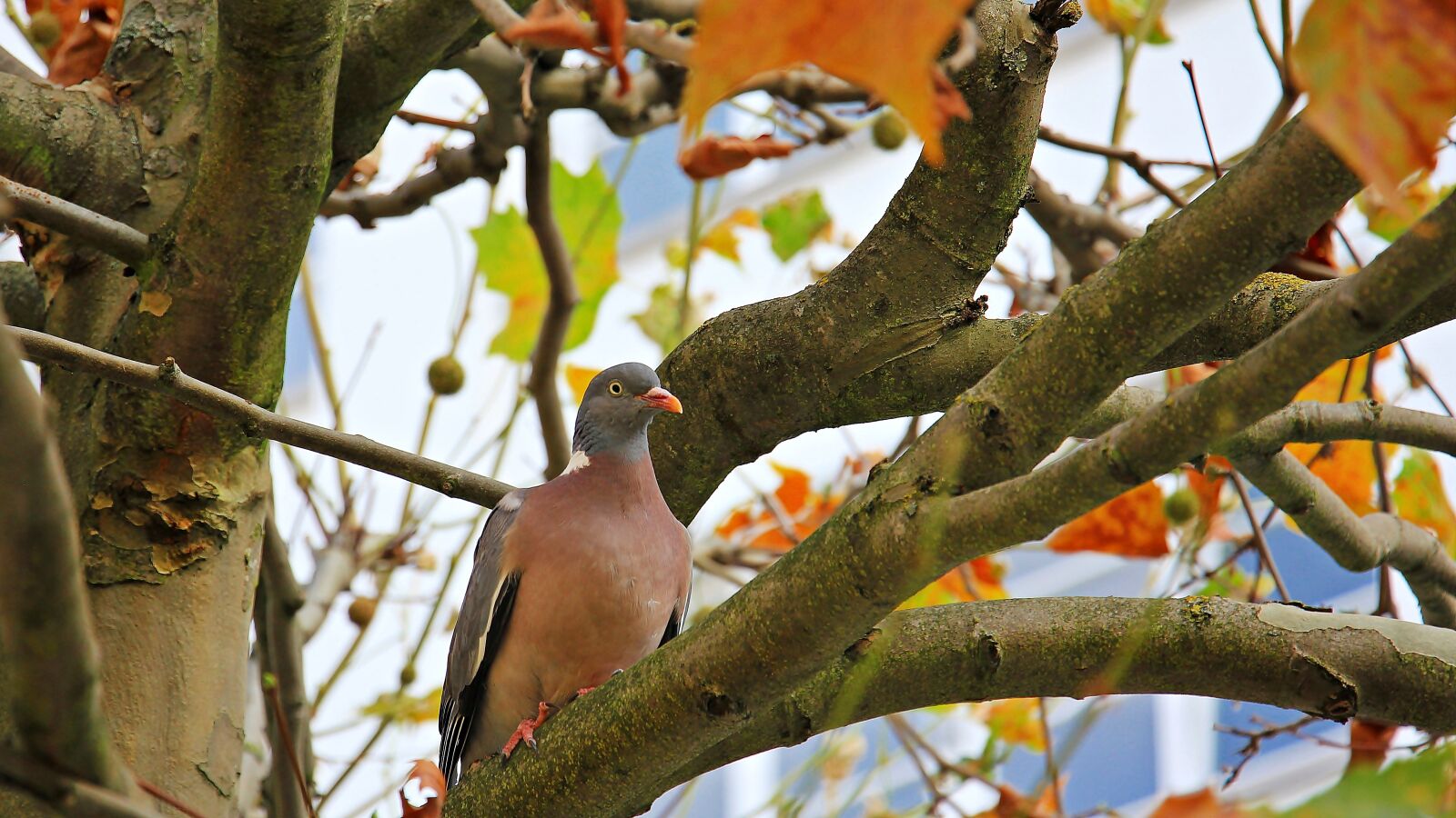 Canon EOS 550D (EOS Rebel T2i / EOS Kiss X4) sample photo. Autumn, tree, chestnut tree photography