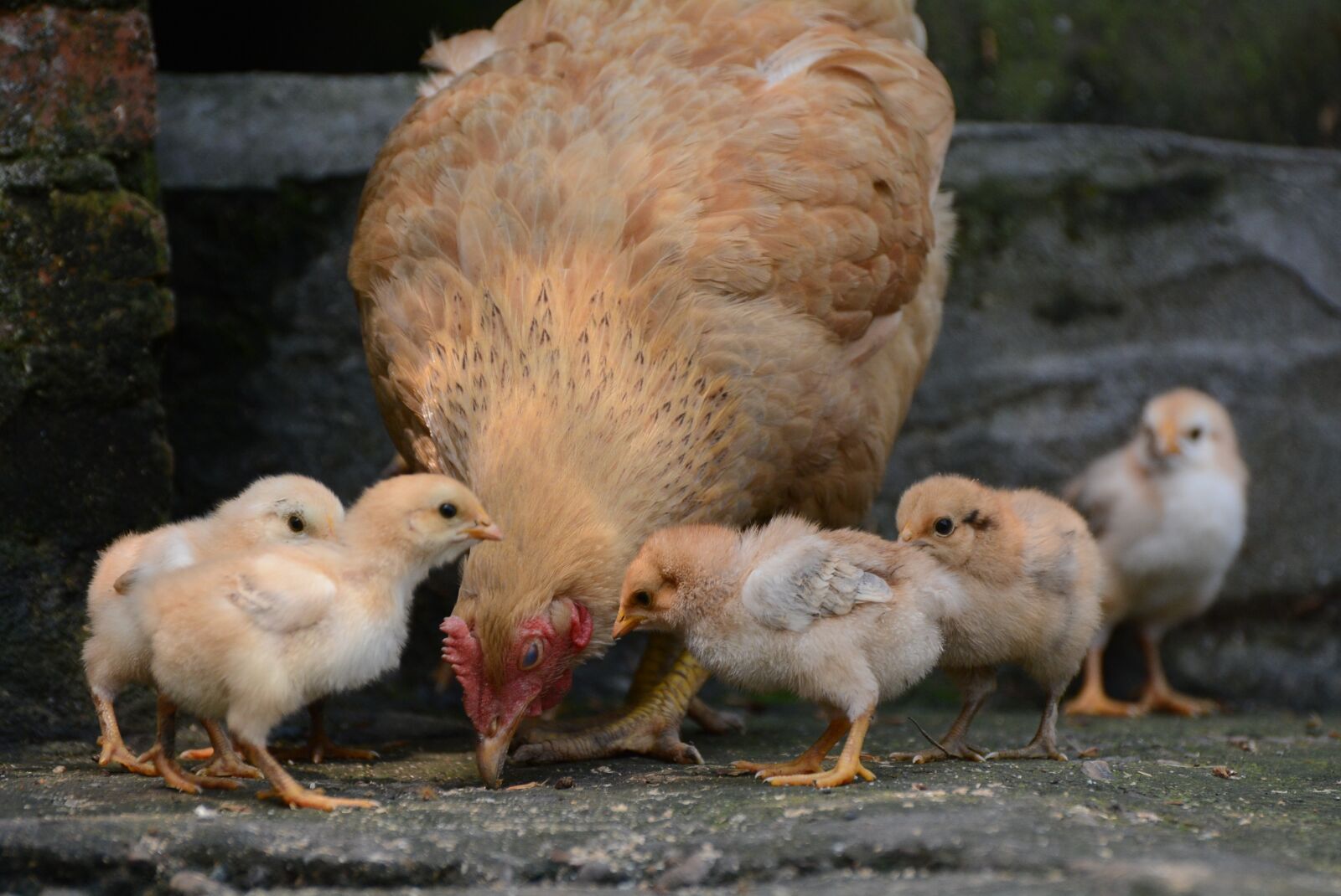 Nikon D7100 sample photo. Poultry, bird, hen（poultry） photography