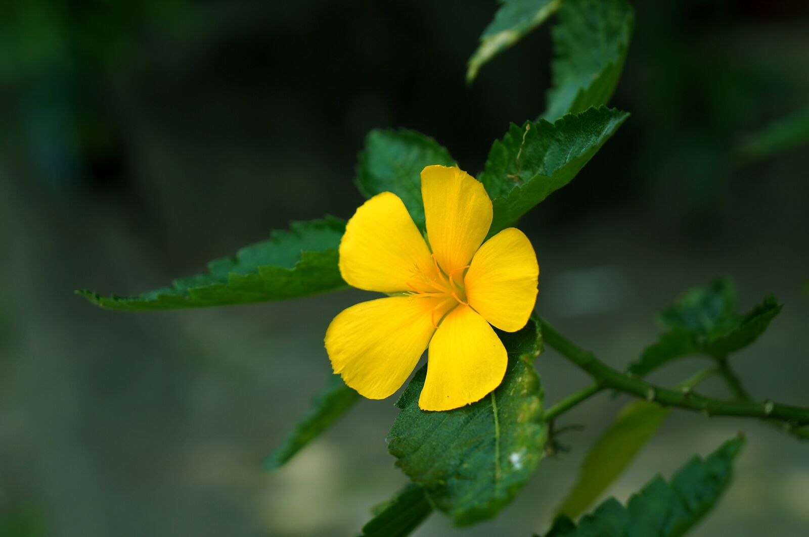 Sony Alpha NEX-F3 + Sony E 18-55mm F3.5-5.6 OSS sample photo. Flower, yellow flowers, yellow photography