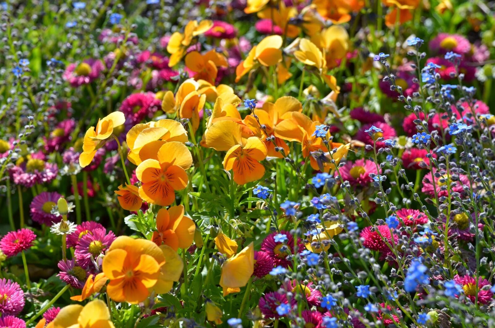 Nikon D7000 sample photo. Flowers, flower meadow, nature photography