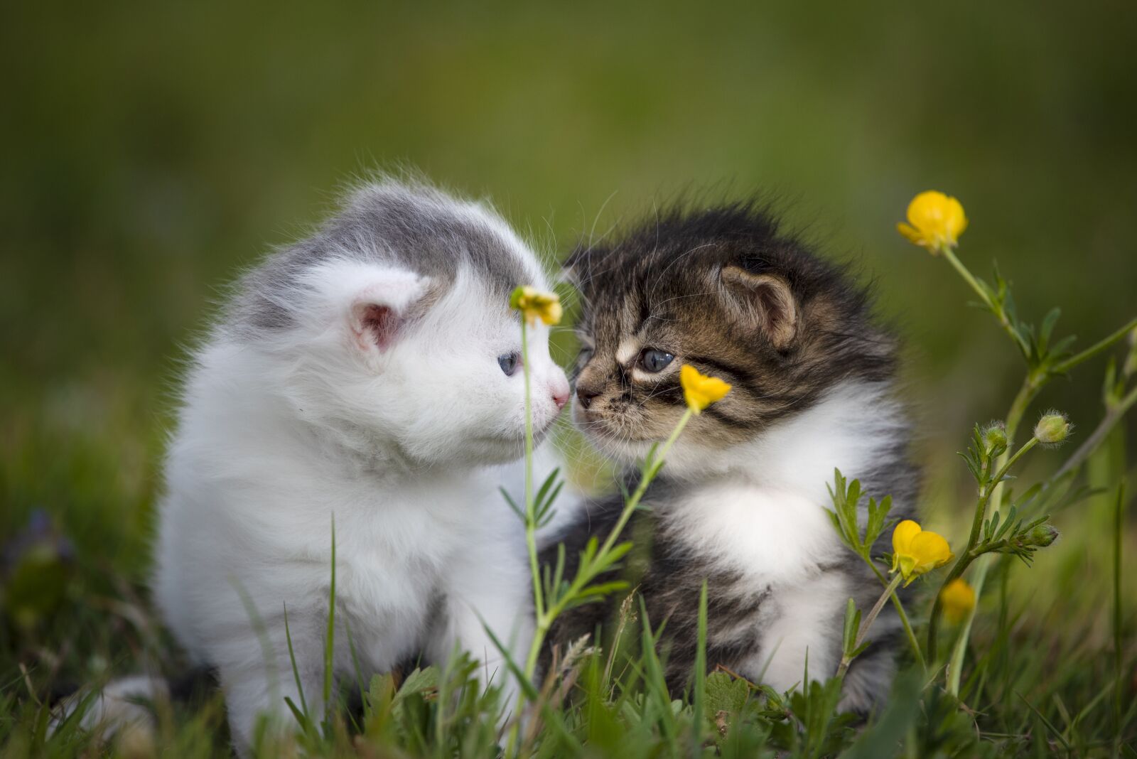 Nikon D750 sample photo. Kitten, cute, nature photography