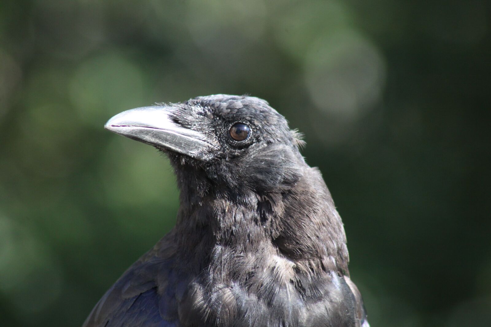 Canon EOS 50D sample photo. Crow, profile, pose photography
