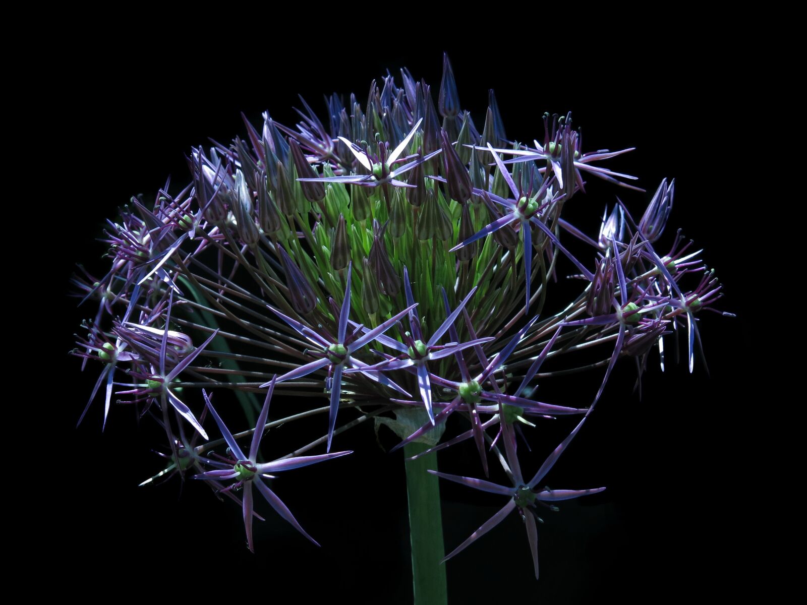 Canon PowerShot G15 sample photo. Alium, allium giganteum, giant photography