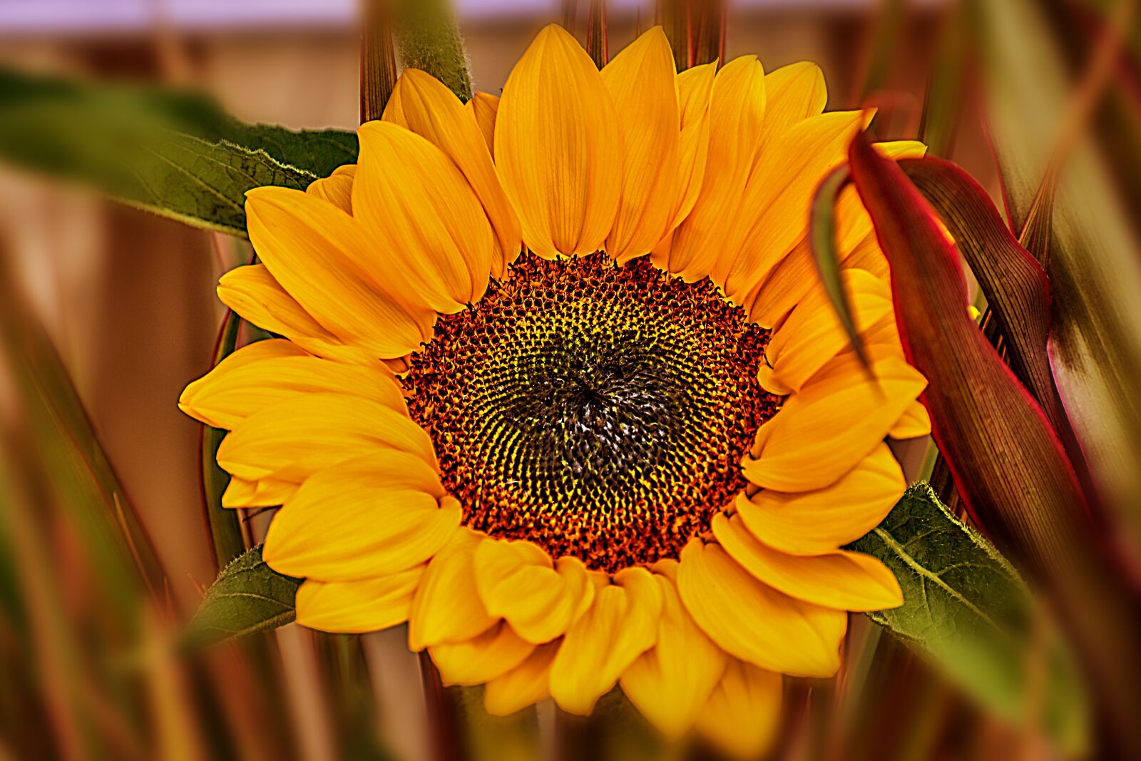 Nikon D3400 sample photo. Flower, nature, romantic photography