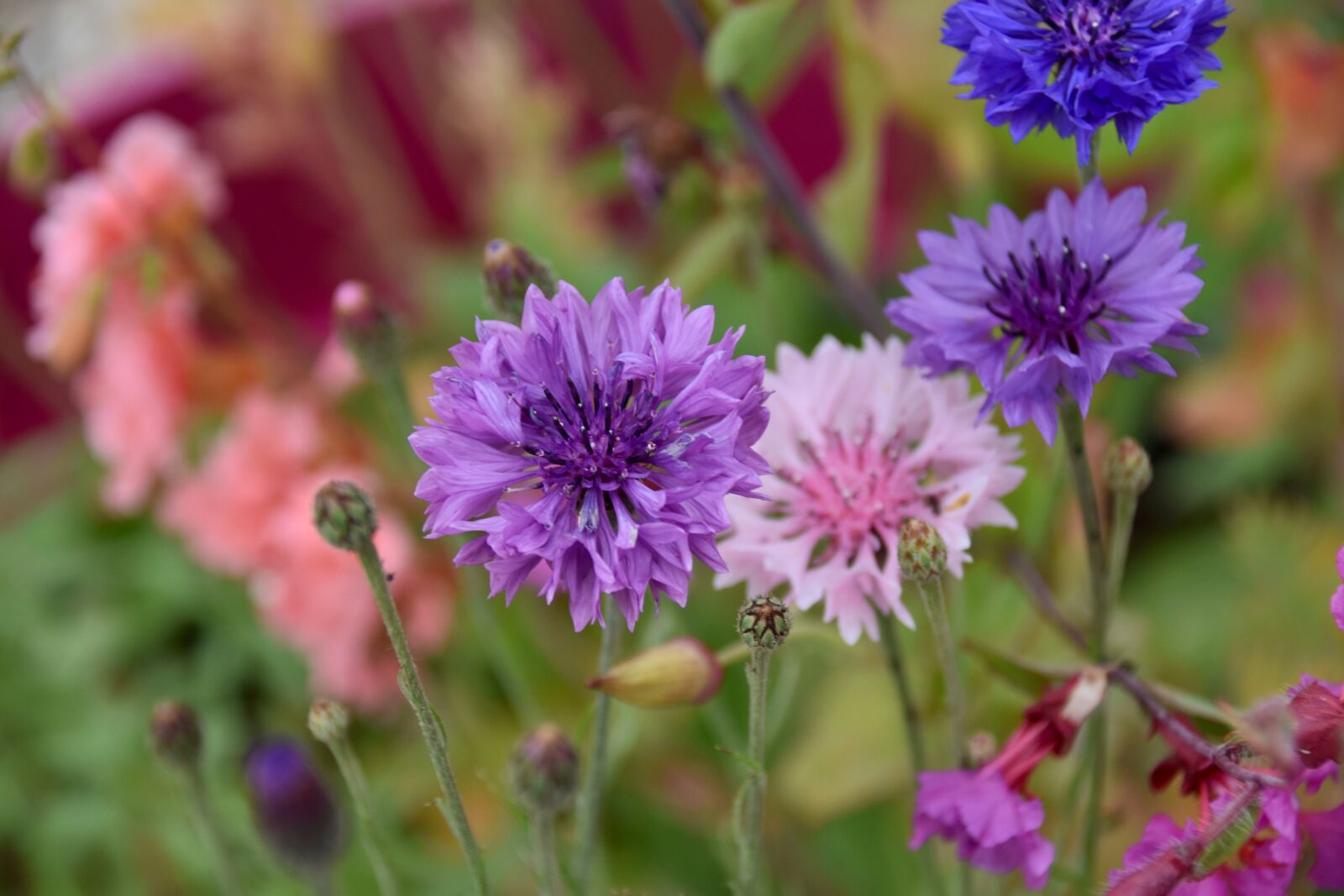 Nikon D5600 sample photo. Flowers, plants, flowers of photography