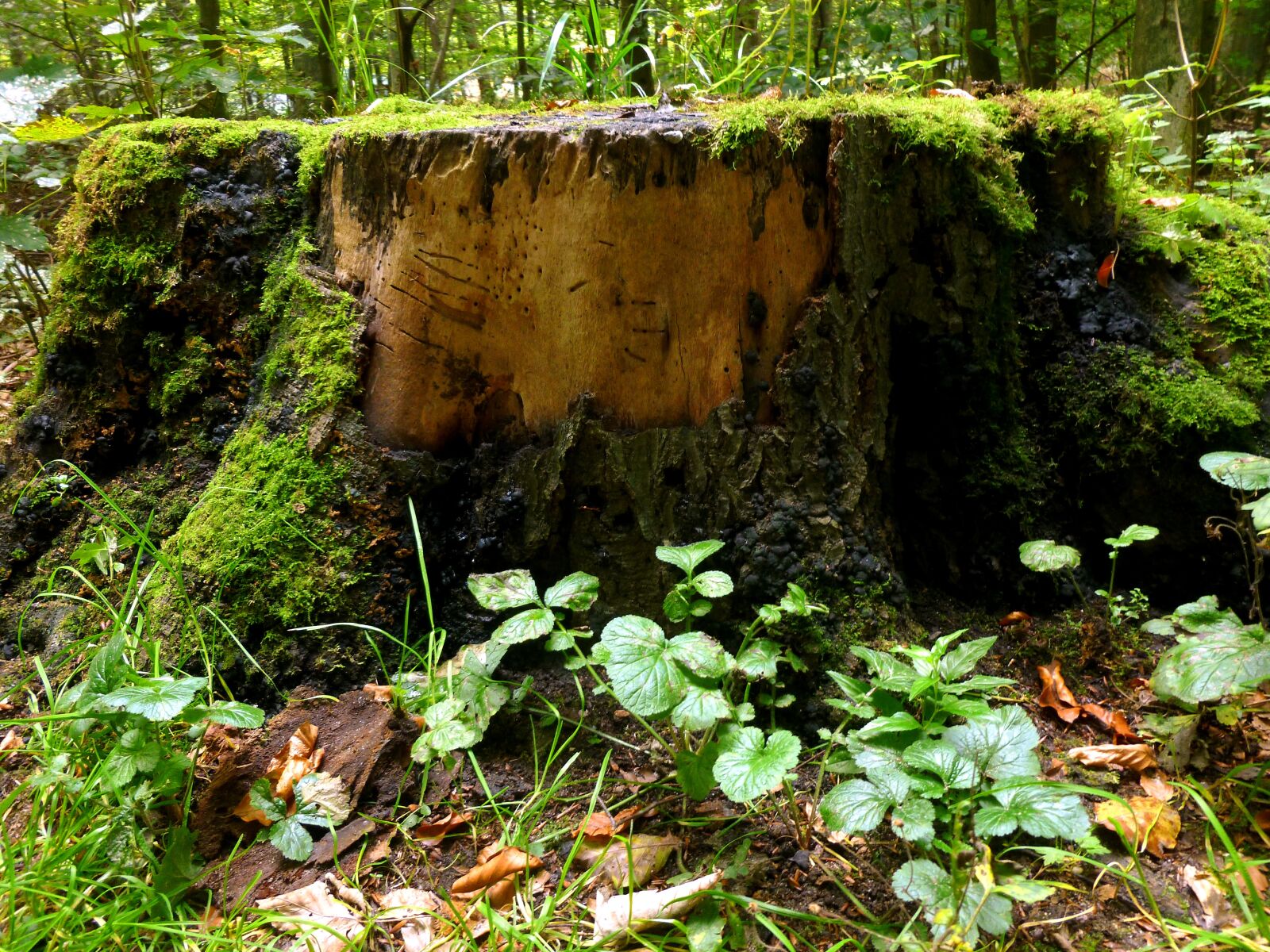 Panasonic DMC-FS37 sample photo. Tree stump, tree, forest photography