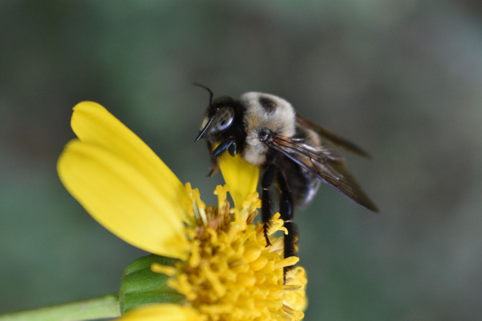 Nikon D3500 sample photo. Mr bee, busy bee photography