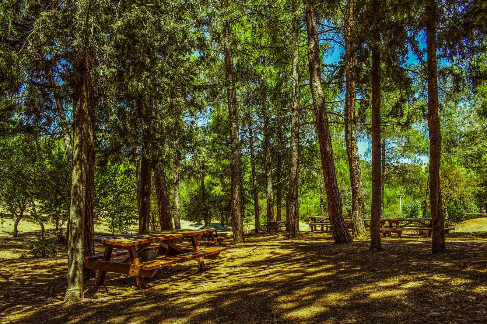 Nikon D3300 sample photo. Trees, forest, picnic site photography