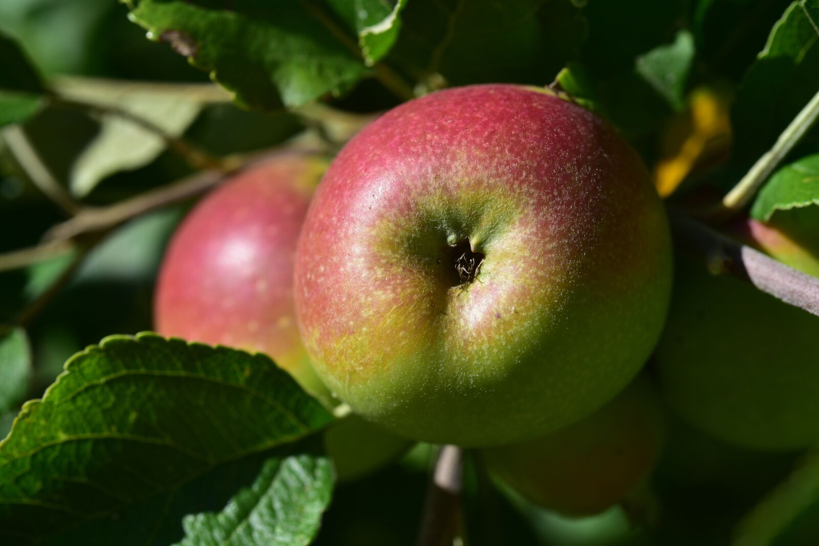 Nikon D750 sample photo. Apple tree, apple, branch photography