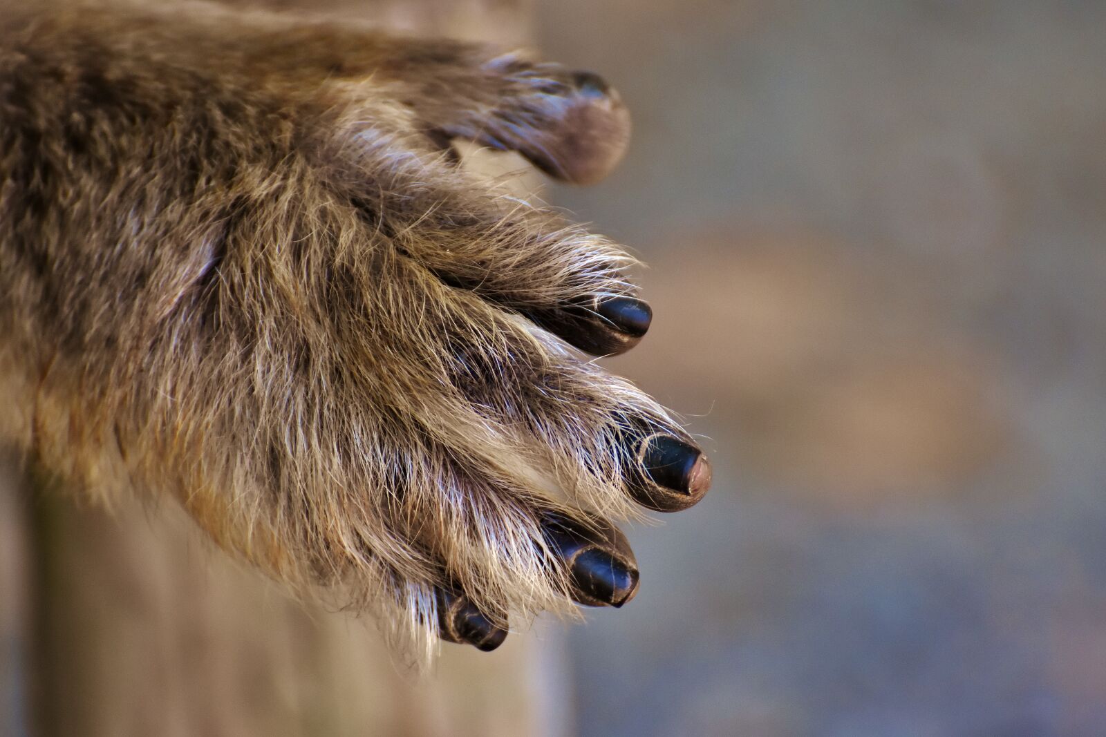 Nikon D7200 sample photo. Barbary ape, hand, foot photography