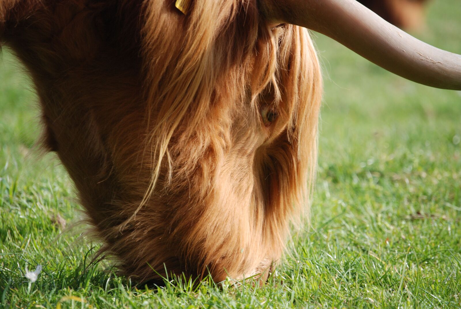 Nikon D80 sample photo. Highland, cattle, hairy photography