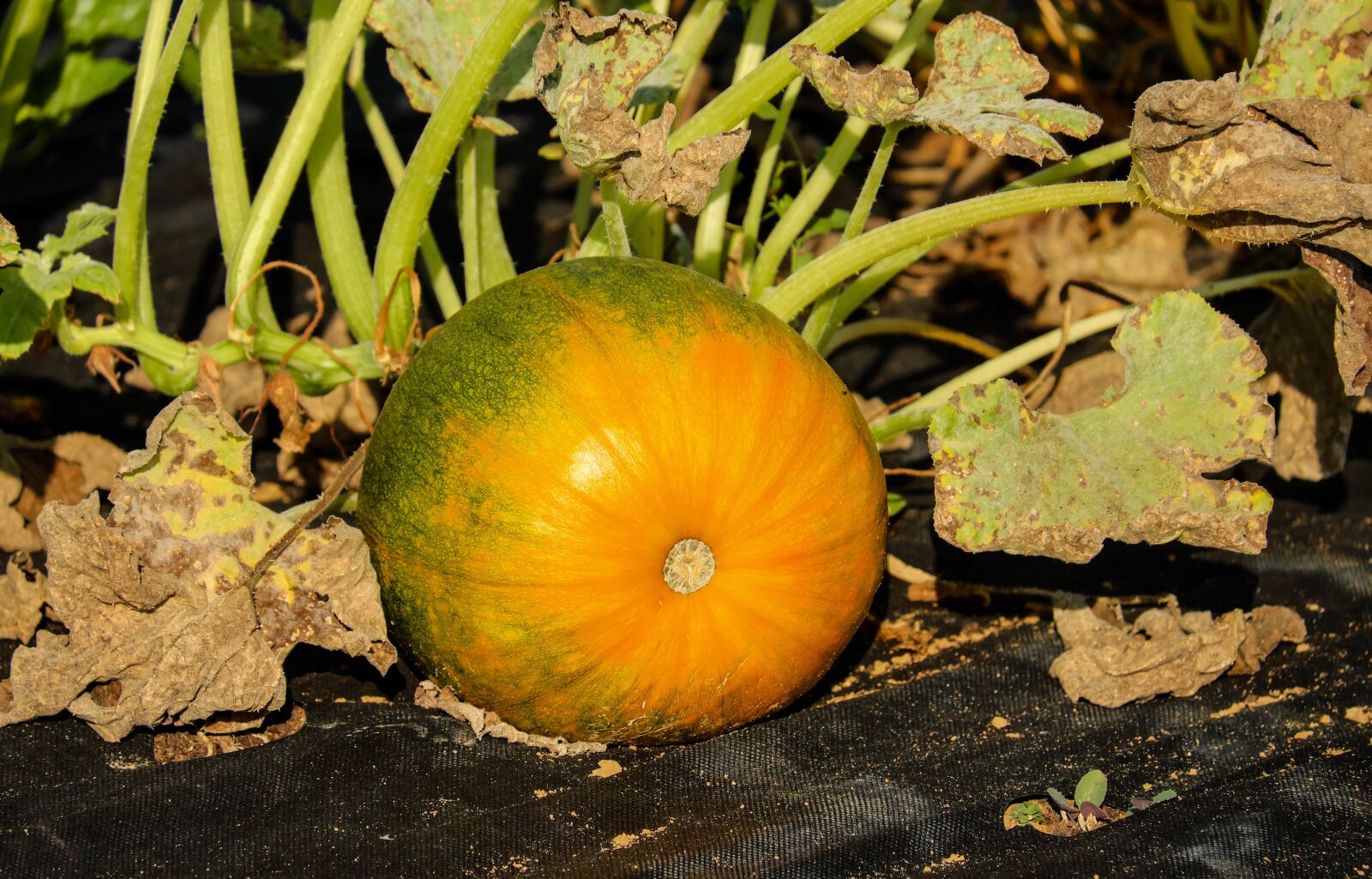 Fujifilm X-T10 + Fujifilm XC 50-230mm F4.5-6.7 OIS sample photo. Pumpkin, vegetables, orange green photography