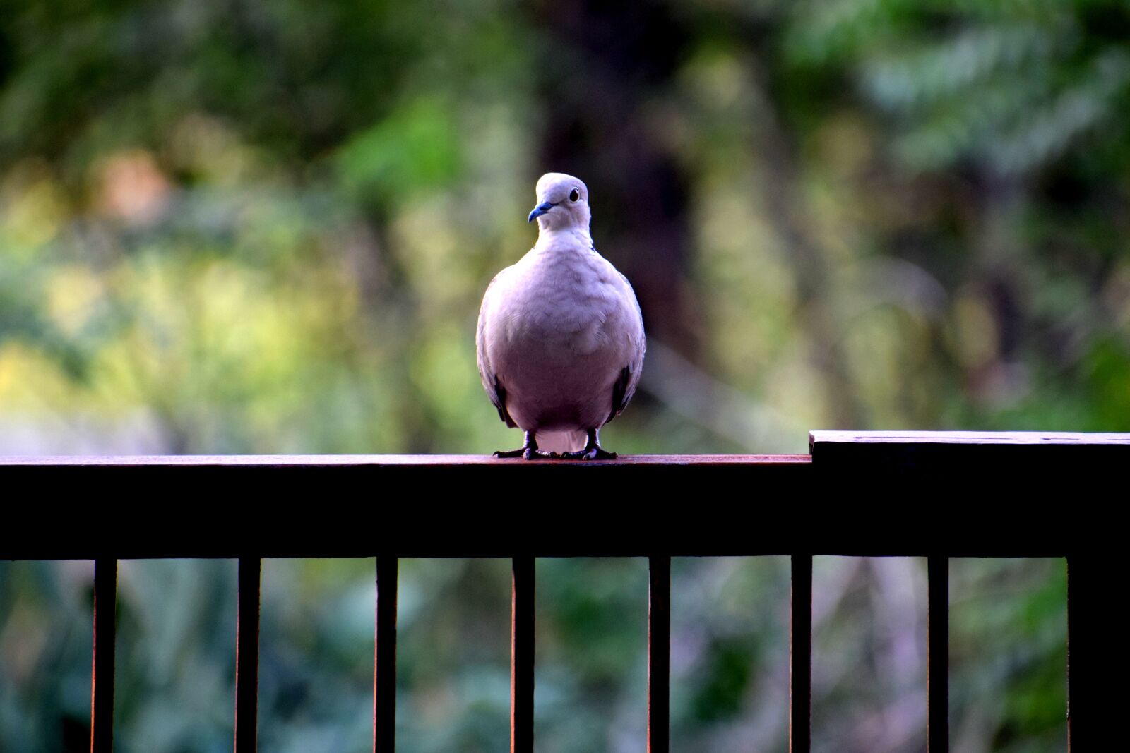Nikon D3300 sample photo. Birds, dove, nature photography