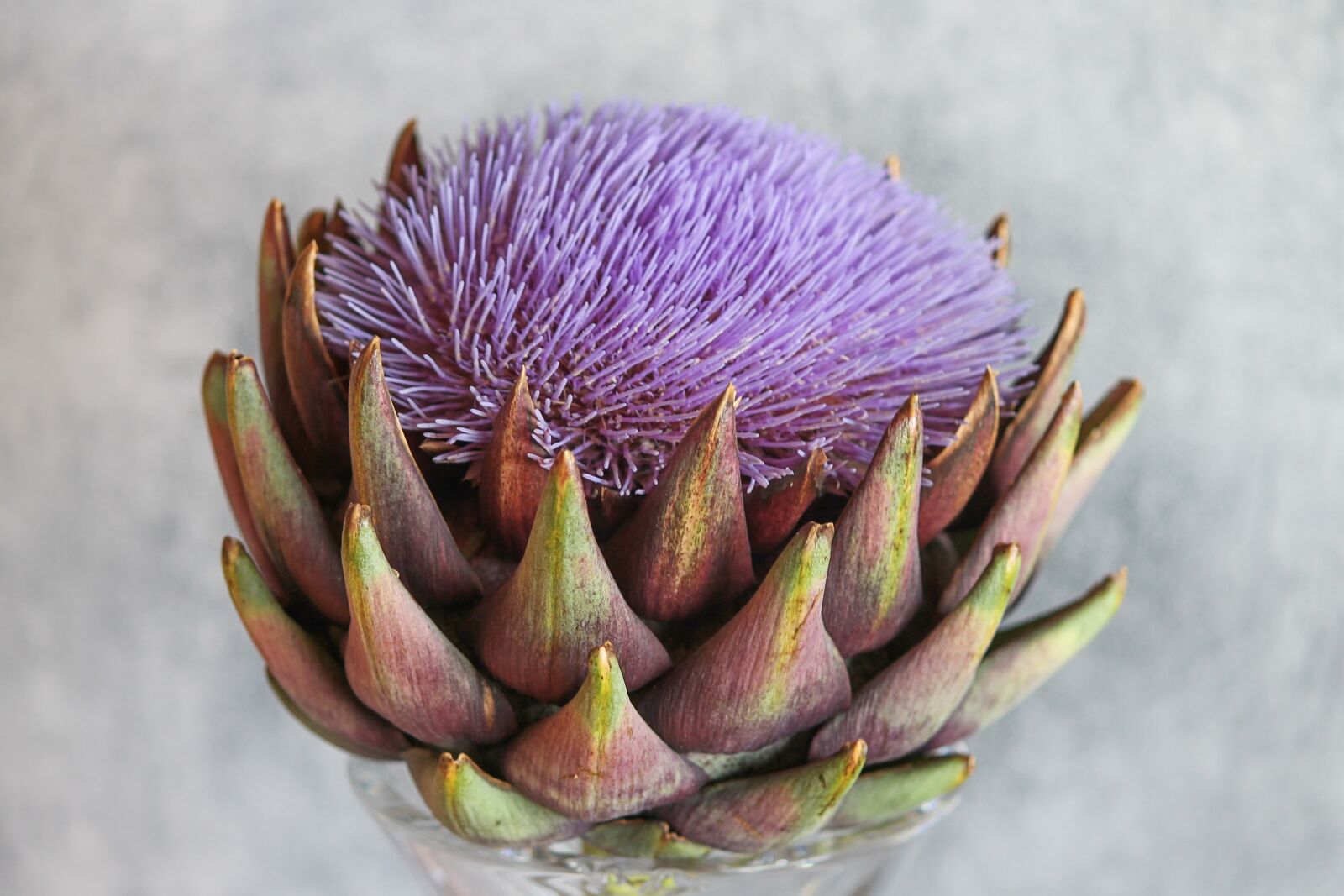 Canon EOS 1100D (EOS Rebel T3 / EOS Kiss X50) sample photo. Artichoke, cynara cardunculus, crop photography