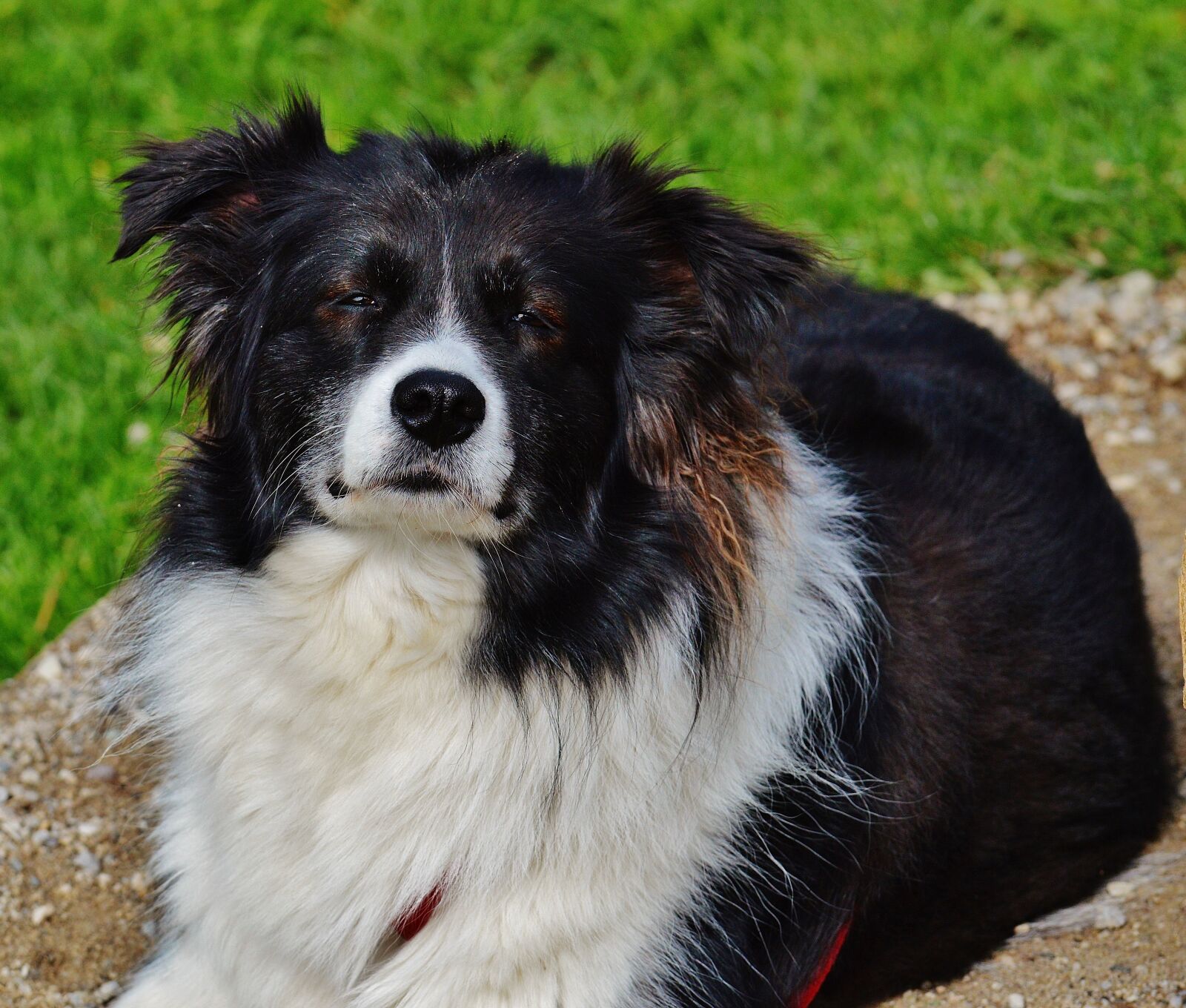 Nikon D3200 sample photo. Dog, animal, pet photography