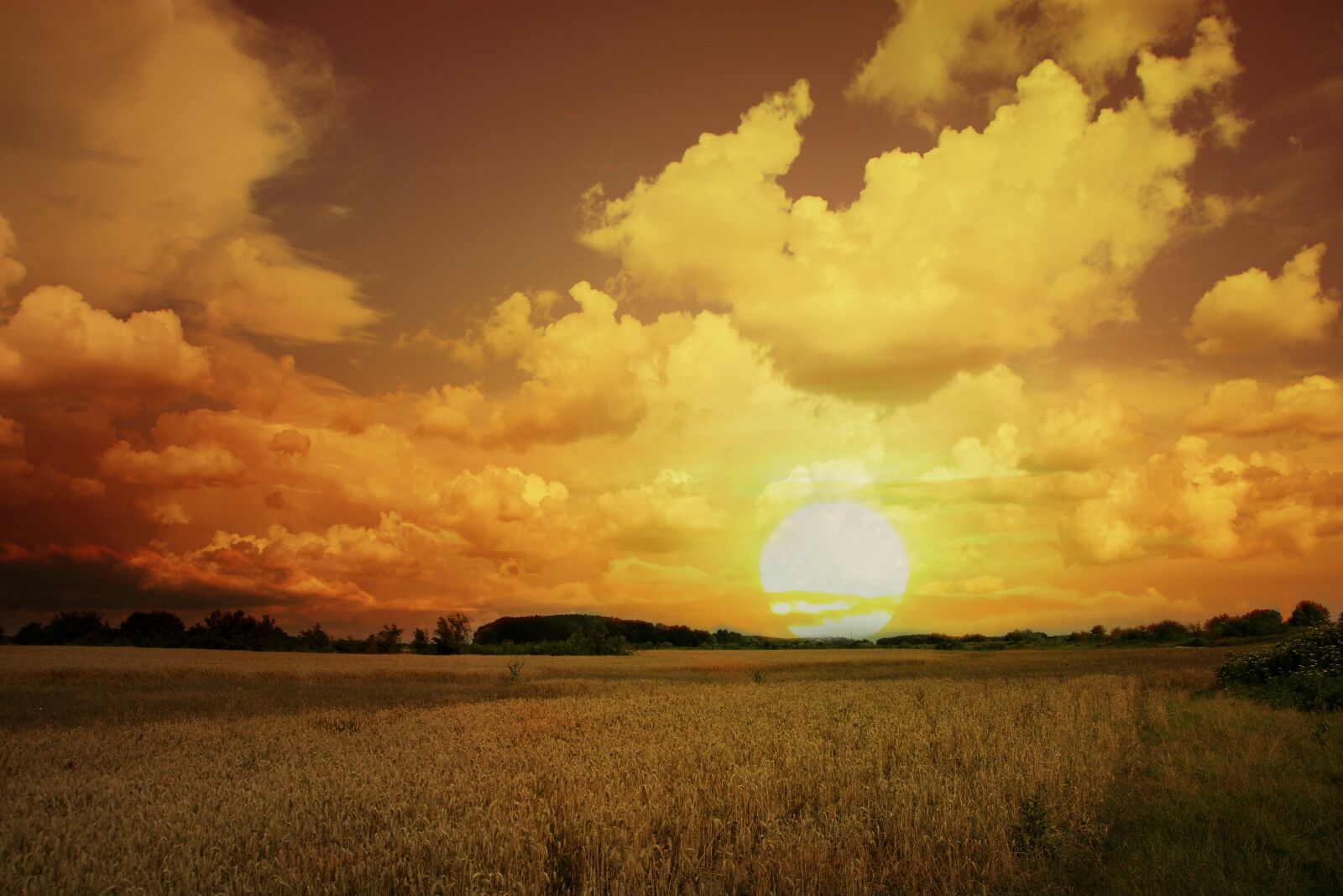 Canon EOS 7D Mark II sample photo. Sunset, wheat, sky photography